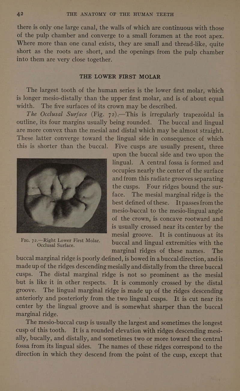 there is only one large canal, the walls of which are continuous with those of the pulp chamber and converge to a small foramen at the root apex. Where more than one canal exists, they are small and thread-like, quite short as the roots are short, and the openings from the pulp chamber into them are very close together. THE LOWER FIRST MOLAR The largest tooth of the human series is the lower first molar, which is longer mesio-distally than the upper first molar, and is of about equal width. The five surfaces of its crown may be described. The Occlusal Surface (Fig. 72)—This is irregularly trapezoidal in outline, its four margins usually being rounded. The buccal and lingual are more convex than the mesial and distal which may be almost straight. These latter converge toward the lingual side in consequence of which this is shorter than the buccal. Five cusps are usually present, three upon the buccal side and two upon the lingual. A central fossa is formed and occupies nearly the center of the surface and from this radiate grooves separating the cusps. Four ridges bound the sur- face. The mesial marginal ridge is the best defined ofthese. Itpassesfrom the mesio-buccal to the mesio-lingual angle of the crown, is concave rootward and is usually crossed near its center by the mesial groove. It is continuous at its buccal and lingual extremities with the marginal ridges of these names. The buccal marginal ridge is poorly defined, is bowed in a buccal direction, and is made up of the ridges descending mesially and distally from the three buccal cusps. The distal marginal ridge is not so prominent as the mesial but is like it in other respects. It is commonly crossed by the distal groove. The lingual marginal ridge is made up of the ridges descending anteriorly and posteriorly from the two lingual cusps. It is cut near its center by the lingual groove and is somewhat sharper than the buccal marginal ridge. ’ The mesio-buccal cusp is usually the largest and sometimes the longest cusp of this tooth. It is a rounded elevation with ridges descending mesi- ally, bucally, and distally, and sometimes two or more toward the central fossa from its lingual sides. The names of these ridges correspond to the direction in which they descend from the point of the cusp, except that