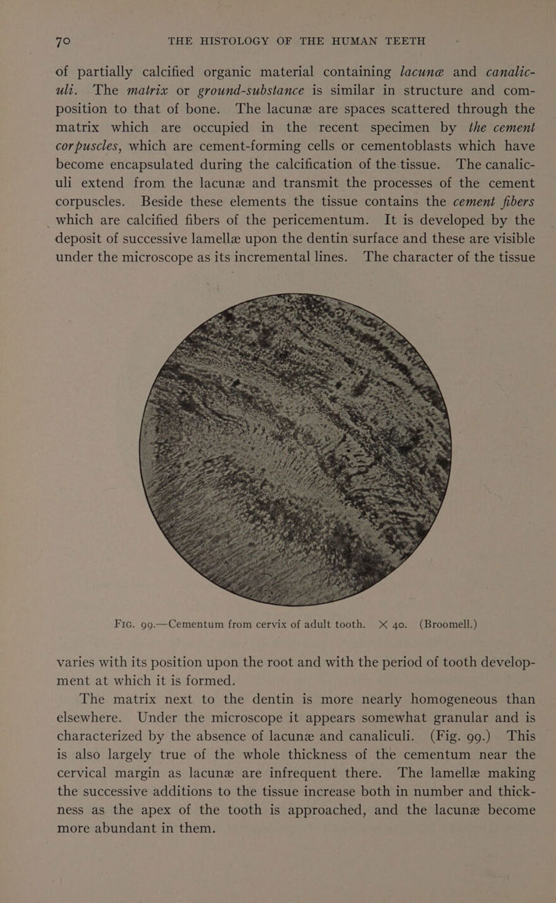 of partially calcified organic material containing lacune and canalic- uli. The matrix or ground-substance is similar in structure and com- position to that of bone. The lacunz are spaces scattered through the matrix which are occupied in the recent specimen by the cement corpuscles, which are cement-forming cells or cementoblasts which have become encapsulated during the calcification of the tissue. The canalic- uli extend from the lacune and transmit the processes of the cement corpuscles. Beside these elements the tissue contains the cement fibers _which are calcified fibers of the pericementum. It is developed by the deposit of successive lamella upon the dentin surface and these are visible under the microscope as its incremental lines. The character of the tissue Fic. 99.—Cementum from cervix of adult tooth. XX 40. (Broomell.) varies with its position upon the root and with the period of tooth develop- ment at which it is formed. The matrix next to the dentin is more nearly homogeneous than elsewhere. Under the microscope it appears somewhat granular and is characterized by the absence of lacune and canaliculi. (Fig. 99.) This is also largely true of the whole thickness of the cementum near the cervical margin as lacunz are infrequent there. The lamella making the successive additions to the tissue increase both in number and thick- ness as the apex of the tooth is approached, and the lacunze become more abundant in them.