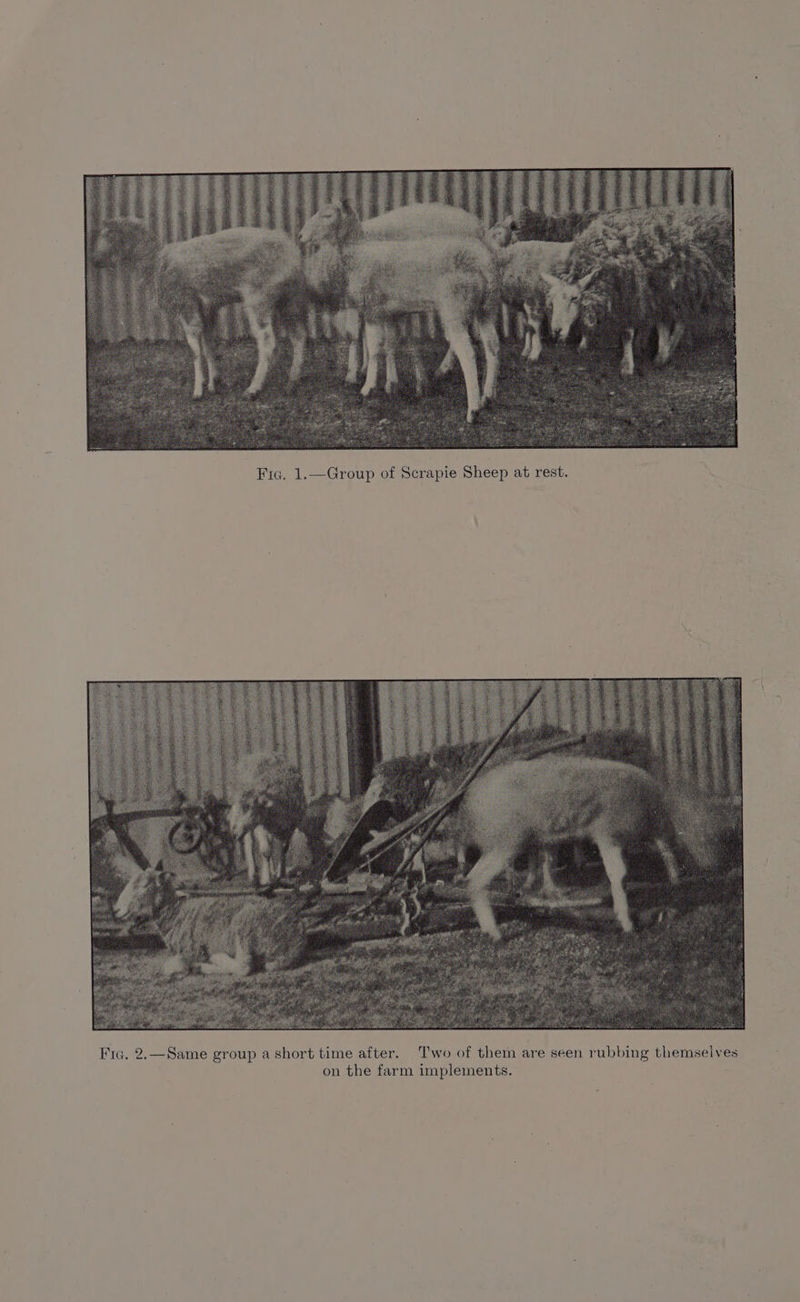 Fic. 1.—Group of Scrapie Sheep at rest. Fra. 2.—Same group a short time after. Two of them are seen rubbing them on the farm implements.