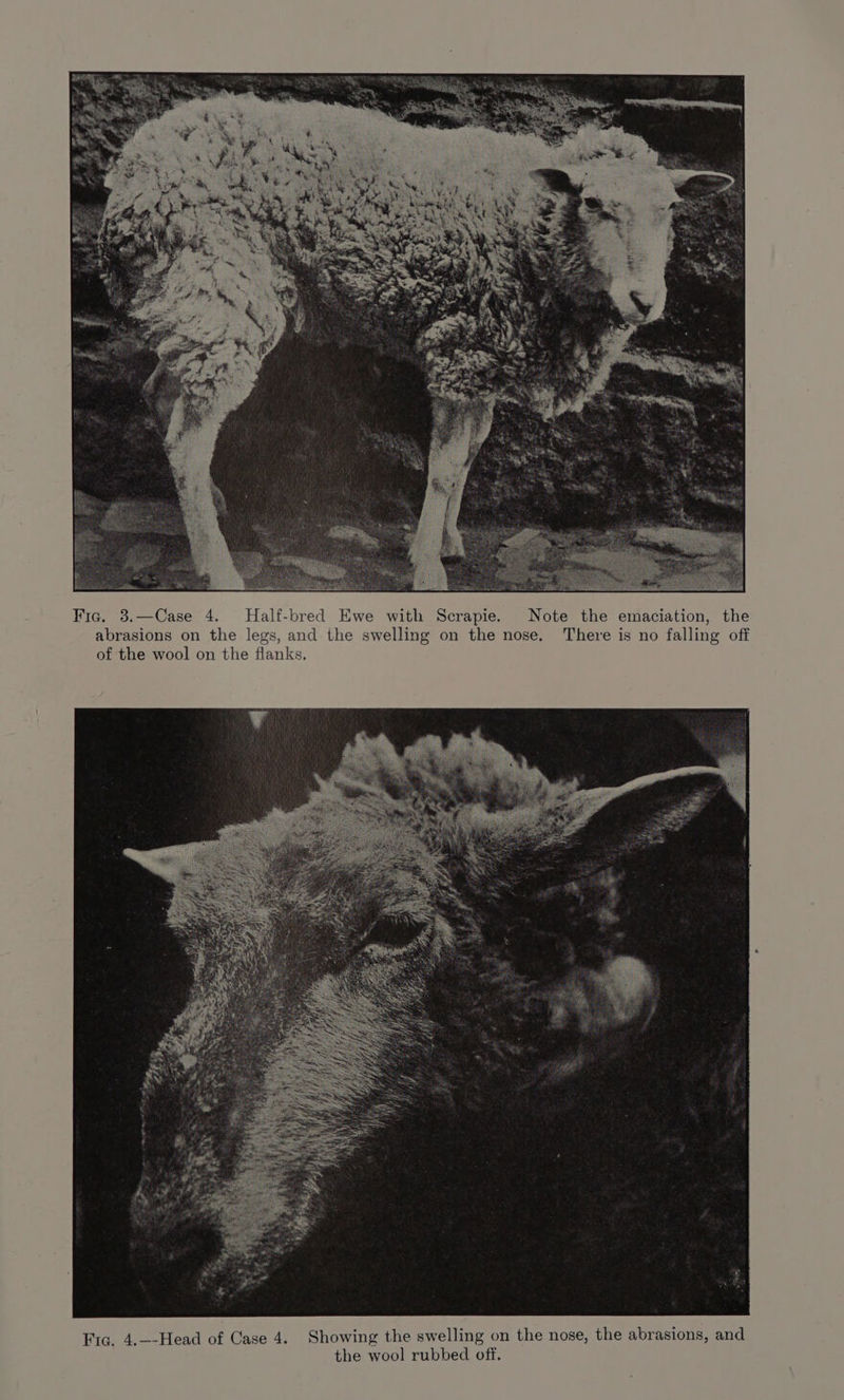 abrasions on the legs, and the swelling on the nose. There is no falling off of the wool on the flanks.