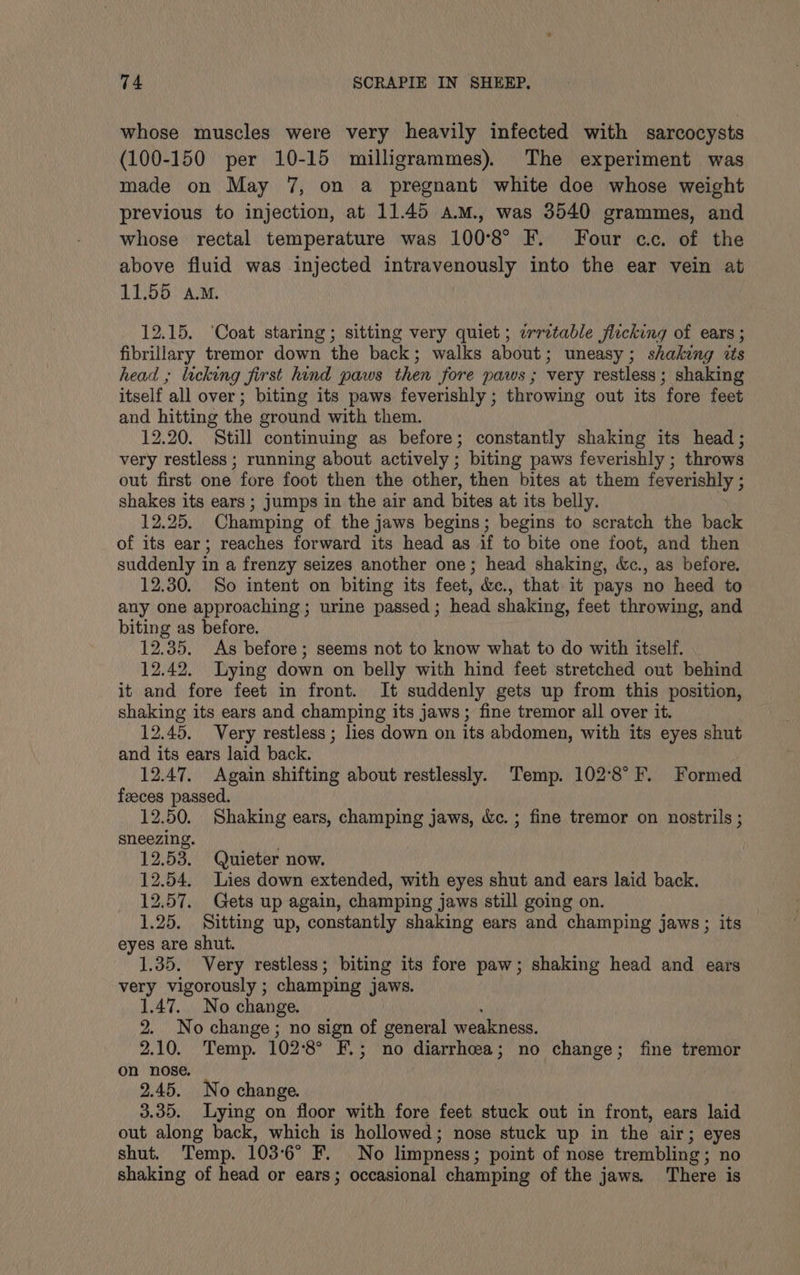 whose muscles were very heavily infected with sarcocysts (100-150 per 10-15 milligrammes). The experiment was made on May 7, on a pregnant white doe whose weight previous to injection, at 11.45 a.m., was 3540 grammes, and whose rectal temperature was 100°8° F. Four ec. of the above fluid was injected intravenously into the ear vein at 11.55 A.M. 12.15. ‘Coat staring; sitting very quiet; ¢rretable flucking of ears; fibrillary tremor down the back; walks about; uneasy; shaking its head ; lacking first hind paws then fore paws; very restless; shaking itself all over; biting its paws feverishly ; throwing out its fore feet and hitting the ground with them. 12.20. Still continuing as before; constantly shaking its head; very restless ; running about actively ; biting paws feverishly ; throws out first one fore foot then the other, then bites at them feverishly ; shakes its ears ; jumps in the air and bites at its belly. 12.25. Champing of the jaws begins; begins to scratch the back of its ear; reaches forward its head as if to bite one foot, and then suddenly in a frenzy seizes another one; head shaking, Wc., as before. 12.30. So intent on biting its feet, &amp;ec., that it pays no heed to any one approaching; urine passed; head shaking, feet throwing, and biting as before. 12.35. As before; seems not to know what to do with itself. 12.42. Lying down on belly with hind feet stretched out behind it and fore feet in front. It suddenly gets up from this position, shaking its ears and champing its jaws; fine tremor all over it. 12.45. Very restless ; lies down on its abdomen, with its eyes shut and its ears laid back. 12.47, Again shifting about restlessly. Temp. 102°8°F. Formed feeces passed. 12.50. Shaking ears, champing jaws, Wc. ; fine tremor on nostrils ; sneezing. 12.53. Quieter now. 12.54. Lies down extended, with eyes shut and ears laid back. 12.57. Gets up again, champing jaws still going on. 1.25. Sitting up, constantly shaking ears and champing jaws; its eyes are shut. 1.35. Very restless; biting its fore paw; shaking head and ears very vigorously ; champing jaws. 1.47. No change. 3 No change ; no sign of general weakness. 2.10. Temp. 102:8° F.; no diarrhoea; no change; fine tremor on nose. : 2.45. No change. 3.35. Lying on floor with fore feet stuck out in front, ears laid out along back, which is hollowed; nose stuck up in the air; eyes shut. Temp. 103°6° F. No limpness; point of nose trembling; no shaking of head or ears; occasional champing of the jaws. ‘There is