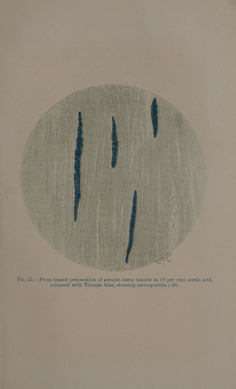 coloured with Thionin blue, showing sarcosporidia x 80. 8 —