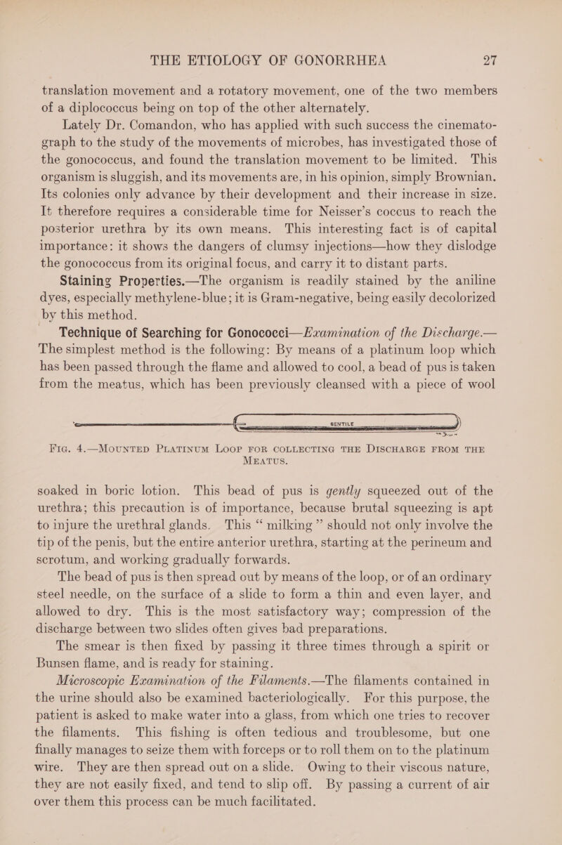 translation movement and a rotatory movement, one of the two members of a diplococcus being on top of the other alternately. Lately Dr. Comandon, who has applied with such success the cinemato- graph to the study of the movements of microbes, has investigated those of the gonococcus, and found the translation movement to be limited. This organism 1s sluggish, and its movements are, in his opinion, simply Brownian. Its colonies only advance by their development and their increase in size. It therefore requires a considerable time for Neisser’s coccus to reach the posterior urethra by its own means. This interesting fact is of capital importance: it shows the dangers of clumsy injections—how they dislodge the gonococcus from its original focus, and carry it to distant parts. Staining Properties.—The organism is readily stained by the aniline dyes, especially methylene-blue; it is Gram-negative, being easily decolorized by this method. Technique of Searching for Gonocoeci—Examination of the Discharge.— The simplest method is the following: By means of a platinum loop which has been passed through the flame and allowed to cool, a bead of pus is taken from the meatus, which has been previously cleansed with a piece of wool Fic. 4.—MountTEpD PLATINUM LOOP FOR COLLECTING THE DISCHARGE FROM THE MEATUS. soaked in boric lotion. This bead of pus is gently squeezed out of the urethra; this precaution is of importance, because brutal squeezing is apt to injure the urethral glands. This “ milking” should not only involve the tip of the penis, but the entire anterior urethra, starting at the perineum and scrotum, and working gradually forwards. The bead of pus is then spread out by means of the loop, or of an ordinary steel needle, on the surface of a slide to form a thin and even layer, and allowed to dry. This is the most satisfactory way; compression of the discharge between two slides often gives bad preparations. The smear is then fixed by passing it three times through a spirit or Bunsen flame, and is ready for staining. Microscopic Exanination of the Filaments.—The filaments contained in the urine should also be examined bacteriologically. For this purpose, the patient is asked to make water into a glass, from which one tries to recover the filaments. This fishing is often tedious and troublesome, but one finally manages to seize them with forceps or to roll them on to the platinum wire. They are then spread out on a slide. Owing to their viscous nature, they are not easily fixed, and tend to slip off. By passing a current of air over them this process can be much facilitated.