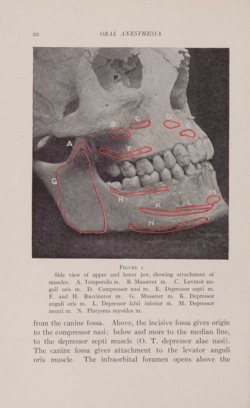 from the canine fossa. Above, the incisive fossa gives origin to the compressor nasi; below and more to the median line, to the depressor septi muscle (O. T. depressor alae nasi). The canine fossa gives attachment to the levator anguli oris muscle. The infraorbital foramen opens above the