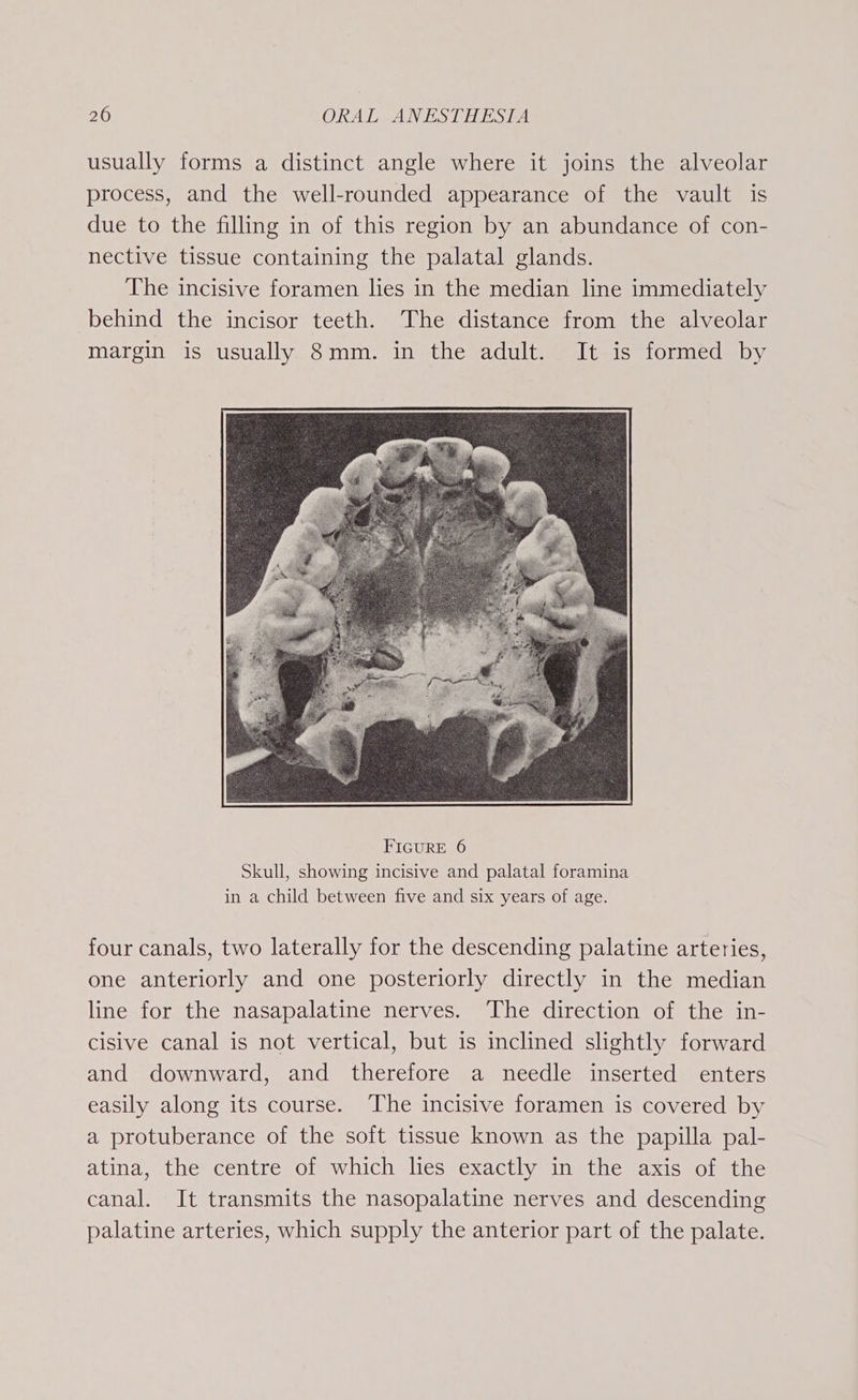 usually forms a distinct angle where it joins the alveolar process, and the well-rounded appearance of the vault is due to the filling in of this region by an abundance of con- nective tissue containing the palatal glands. The incisive foramen lies in the median line immediately behind the incisor teeth. The distance from the alveolar margin is usually 8mm. in the adult. It is formed by four canals, two laterally for the descending palatine arteries, one anteriorly and one posteriorly directly in the median line for the nasapalatine nerves. The direction of the in- clsive canal is not vertical, but is inclined slightly forward and downward, and therefore a needle inserted enters easily along its course. The incisive foramen is covered by a protuberance of the soft tissue known as the papilla pal- atina, the centre of which lies exactly in the axis of the canal. It transmits the nasopalatine nerves and descending palatine arteries, which supply the anterior part of the palate.