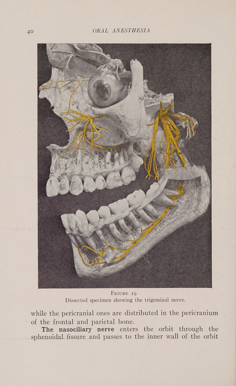 while the pericranial ones are distributed in the pericranium of the frontal and parietal bone. The nasociliary nerve enters the orbit through the sphenoidal fissure and passes to the inner wall of the orbit