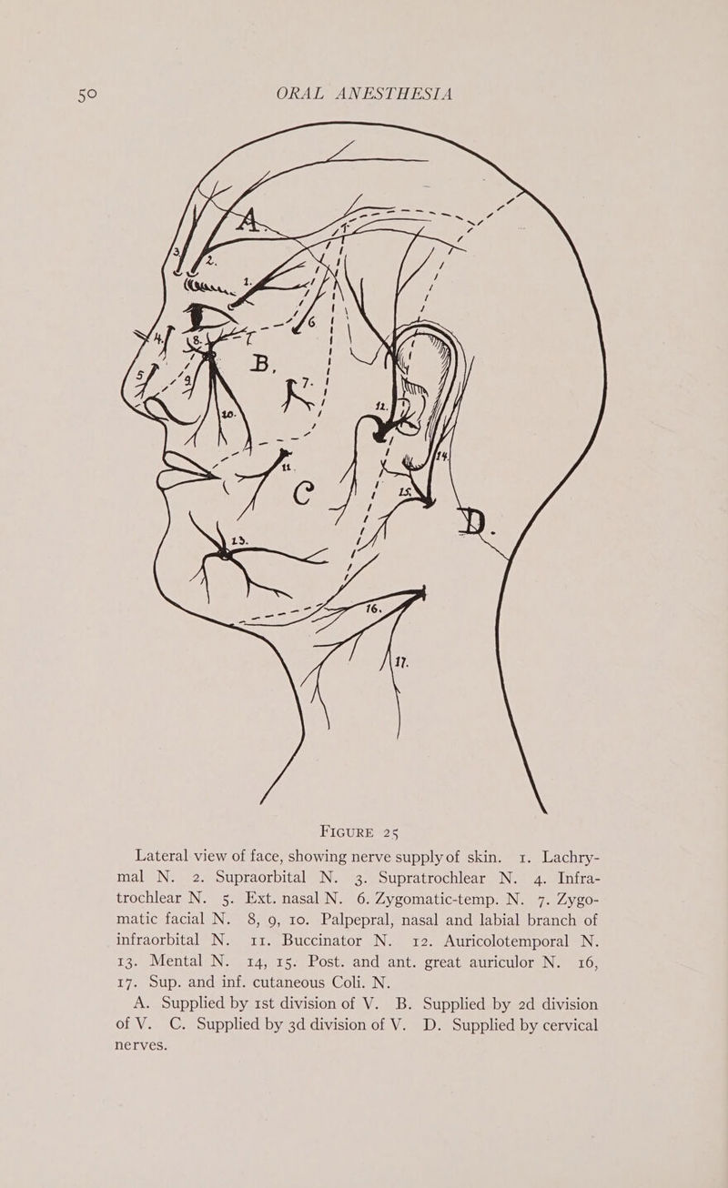 FIGURE 25 Lateral view of face, showing nerve supply of skin. 1. Lachry- mal N. 2. Supraorbital N. 3. Supratrochlear N. 4. Infra- trochlear N. 5. Ext. nasal N. 6. Zygomatic-temp. N. 7. Zygo- matic facial N. 8, 9, 10. Palpepral, nasal and labial branch of infraorbital N. 11. Buccinator N. 12. Auricolotemporal N. ig Vlental MIN 14805.) Poste and &gt; ant. preatsauriculomeN ato) 17. Sup. and inf. cutaneous Coli. N. A. Supplied by ist division of V. B. Supplied by 2d division of V. C. Supplied by 3d division of V. D. Supplied by cervical nerves.