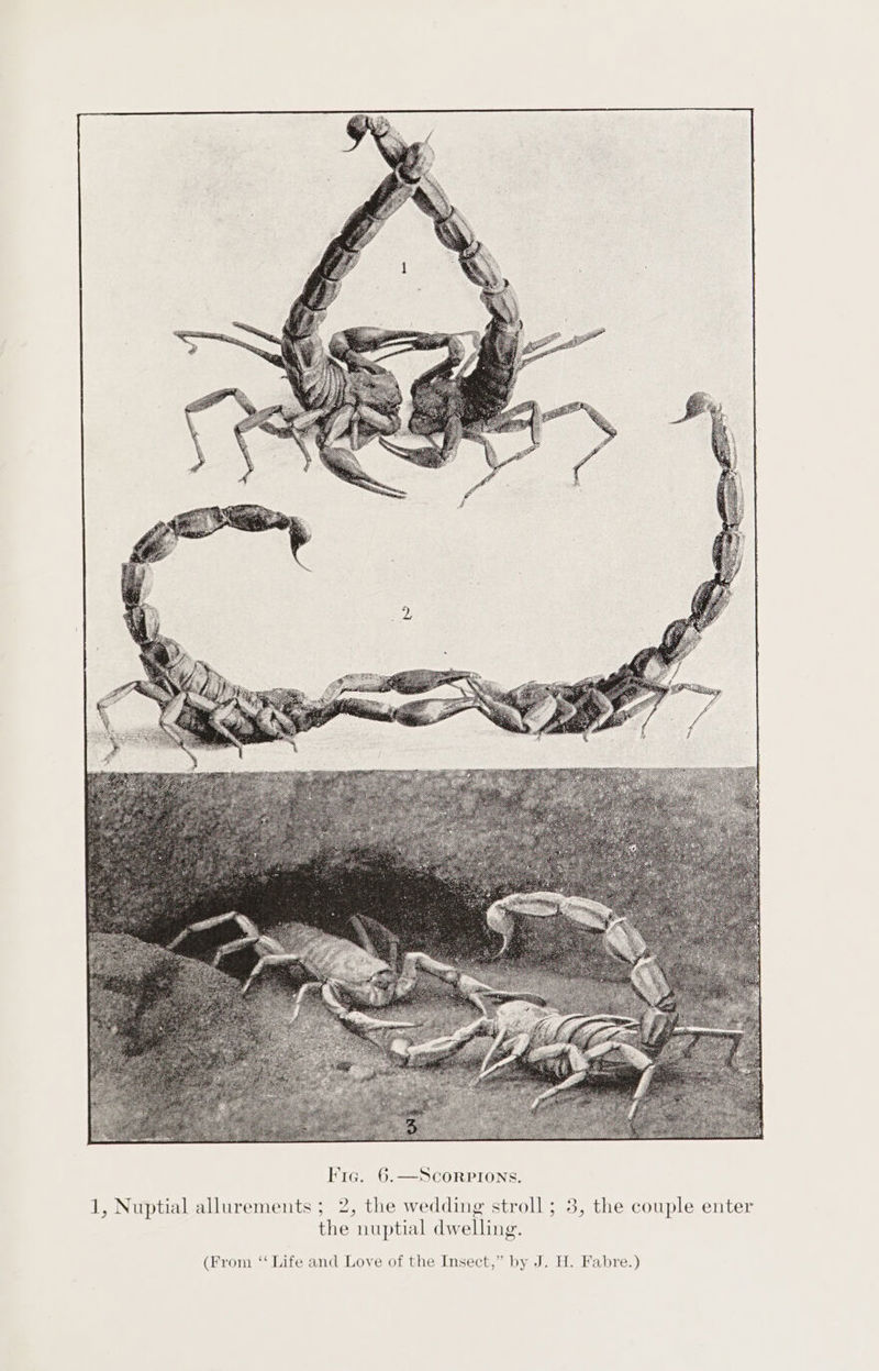 Fig. 6.—Scorpions. the nuptial dwelling. (From ‘‘ Life and Love of the Insect,” by J. H. Fabre.) ee