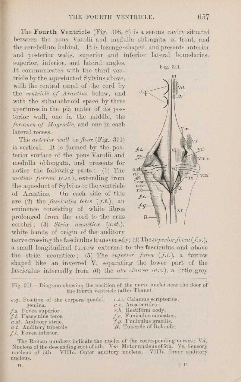 a ea — ss THE FOURTH VENTRICLE, 657 The Fourth Ventricle (Fig. 308, 6) is a serous cavity situated between the pons Varoli and medulla oblongata in front, and the cerebellum behind. It is lozenge-shaped, and presents anterior and posterior walls, superior and inferior lateral boundaries, superior, inferior, and lateral angles. It communicates with the third ven- tricle by the aqueduct of Sylvius above, with the central canal of the cord by the ventricle of Arantius below, and with the subarachnoid space by three apertures in the pia mater of its pos- terior wall, one in the middle, the Joramen of Magendie, and one in each lateral recess. The anterior wall or floor (Fig. 311) is vertical. It is formed by the pos- ¢s 4 terior surface of the pons Varolii and fz : medulla oblongata, and presents for Al notice the following parts :—(1) The %s%&amp; median furrow (c.sc.), extending from the aqueduct of Sylvius to the ventricle of Arantius. On each side of this are (2) the fasciculus teres (/f.t.), an eminence consisting of white fibres prolonged from the cord to the crus cerebri; (3) Stric acoustice (a.st.), white bands of origin of the auditory nerve crossing the fasciculus transversely; (4) The superior fovea (f.s.), a small longitudinal furrow external to the fasciculus and above the strize acoustice; (5) The infericr fovea (f7.), a furrow shaped like an inverted V, separating the lower part of the fasciculus internally from (6) the ala cinerea (a.c.), a little grey Fig. 311.—Diagram showing the position of the nerve nuclei near the floor of the fourth ventricle (after Thane). c.q. Position of the corpora quadri- — ¢.sc. Calamus scriptorius, gemina, a.c. Area cerulea. f.s. Fovea superior. r.b. Restiform body. f.t. Faseiculus teres. f.c. Funiculus cuneatus. a.st. Auditory strise. .g. Funiculus gracilis. a.t. Auditory tubercle R. Tubercle of Rolando. fa. Fovea inferior. The Roman numbers indicate the nuclei of the corresponding nerves: Vd. Nucleus of the descending root of 5th. Vm. Motornucleusof5th. Vs. Sensory nucleus of 5th. VIIIo. Outer auditory nucleus. VIII. Inner auditory nucleus, H. BOW,