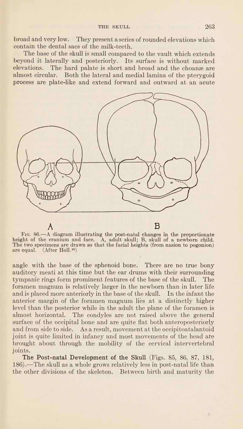 broad and very low. They present aseries of rounded elevations which contain the dental sacs of the milk-teeth. The base of the skull is small compared to the vault which extends beyond it laterally and posteriorly. Its surface is without marked elevations. The hard palate is short and broad and the choanz are almost circular. Both the lateral and medial lamina of the pterygoid process are plate-like and extend forward and outward at an acute angle with the base of the sphenoid bone. There are no true bony auditory meati at this time but the ear drums with their surrounding tympanic rings form prominent features of the base of the skull. The foramen magnum is relatively larger in the newborn than in later life and is placed more anteriorly in the base of the skull. In the infant the anterior margin of the foramen magnum lies at a distinctly higher level than the posterior while in the adult the plane of the foramen is almost horizontal. The condyles are not raised above the general surface of the occipital bone and are quite flat both anteroposteriorly and from side to side. Asaresult, movement at the occipitoatalantoid joint is quite limited in infancy and most movements of the head are brought about through the mobility of the cervical intervertebral joints. The Post-natal Development of the Skull (Figs. 85, 86, 87, 181, 186).—The skull as a whole grows relatively less in post-natal life than the other divisions of the skeleton. Between birth and maturity the