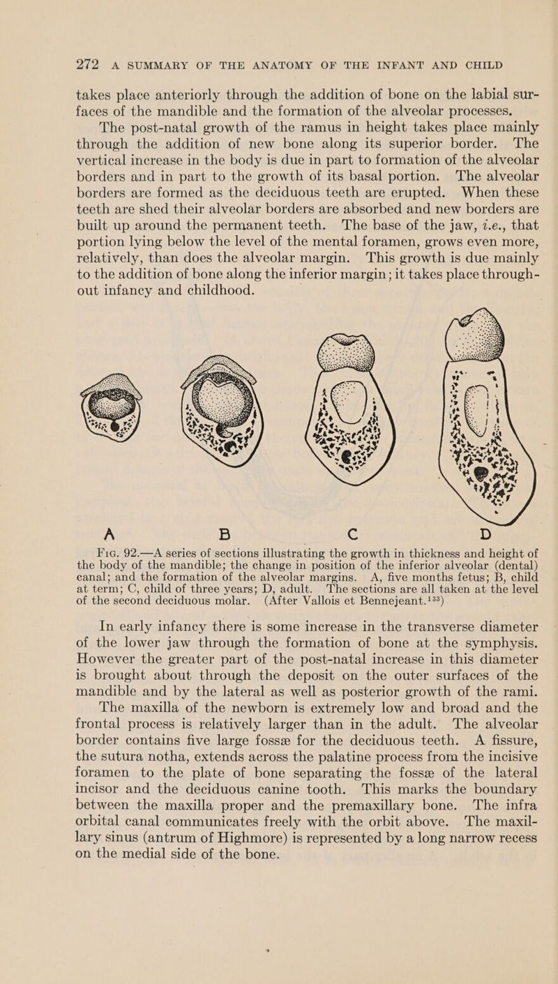 takes place anteriorly through the addition of bone on the labial sur- faces of the mandible and the formation of the alveolar processes. The post-natal growth of the ramus in height takes place mainly through the addition of new bone along its superior border. The vertical increase in the body is due in part to formation of the alveolar borders and in part to the growth of its basal portion. The alveolar borders are formed as the deciduous teeth are erupted. When these teeth are shed their alveolar borders are absorbed and new borders are built up around the permanent teeth. The base of the jaw, 7.e., that portion lying below the level of the mental foramen, grows even more, relatively, than does the alveolar margin. This growth is due mainly to the addition of bone along the inferior margin; it takes place through- out infancy and childhood. : In early infancy there is some increase in the transverse diameter of the lower jaw through the formation of bone at the symphysis. However the greater part of the post-natal increase in this diameter is brought about through the deposit on the outer surfaces of the mandible and by the lateral as well as posterior growth of the rami. The maxilla of the newborn is extremely low and broad and the frontal process is relatively larger than in the adult. The alveolar border contains five large fosse for the deciduous teeth. A fissure, the sutura notha, extends across the palatine process from the incisive foramen to the plate of bone separating the fosse of the lateral incisor and the deciduous canine tooth. This marks the boundary between the maxilla proper and the premaxillary bone. The infra orbital canal communicates freely with the orbit above. The maxil- lary sinus (antrum of Highmore) is represented by a long narrow recess on the medial side of the bone.