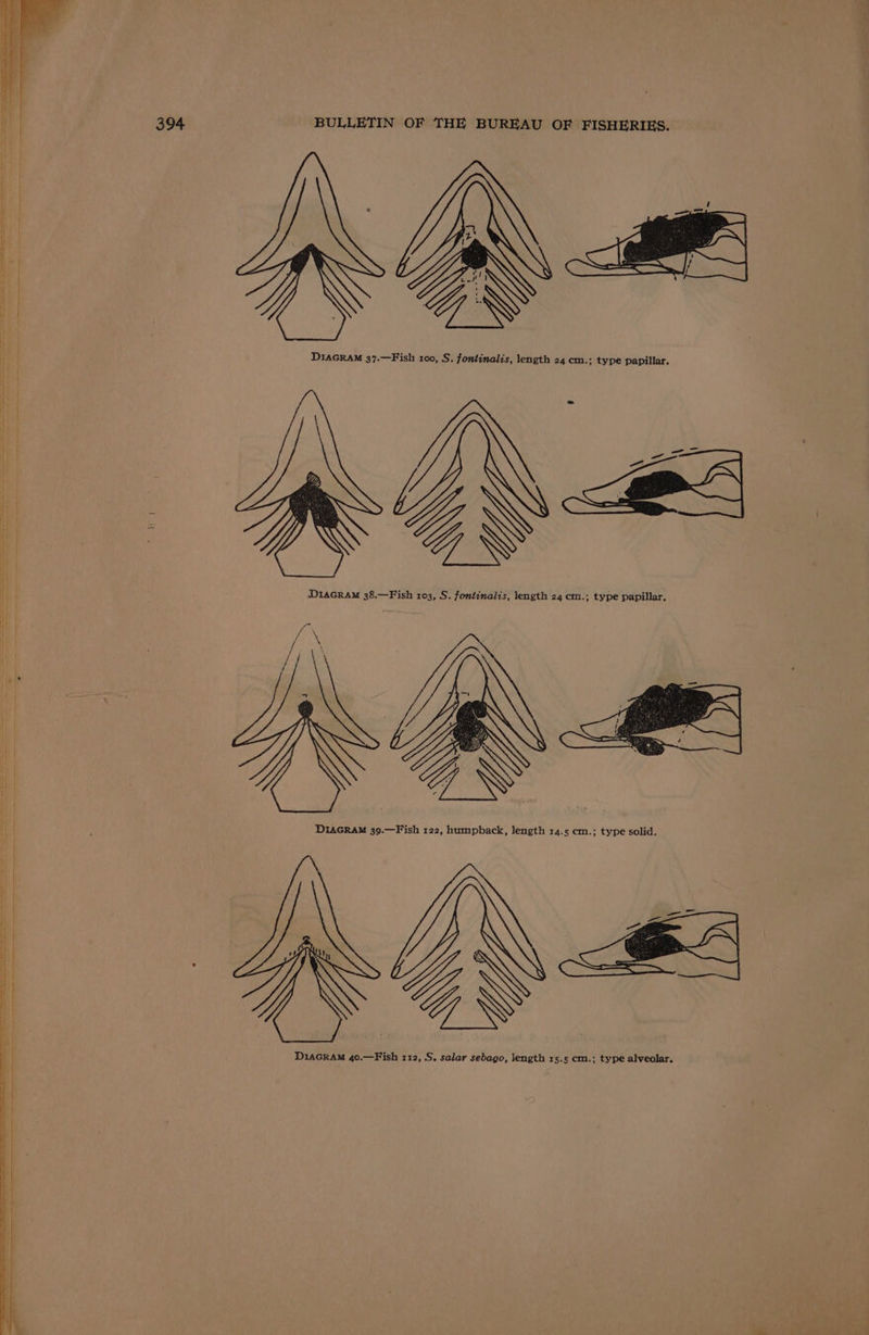 i ce i D1AGRAM 37.—Fish 100, S. fontinalis, length 24 cm.; type papillar. YIN | 1 if H DiacraM 38.—Fish 103, S. fontinalis, length 24 cm.; type papillar. i by DraGRAM 39.—Fish 122, humpback, length 14.5 cm.; type solid. HY ia | i | | | i | | Ht} | 7 | D1AGRAM 40.—Fish 112, S. salar sebago, length 15.5 cm.; type alveolar. ff
