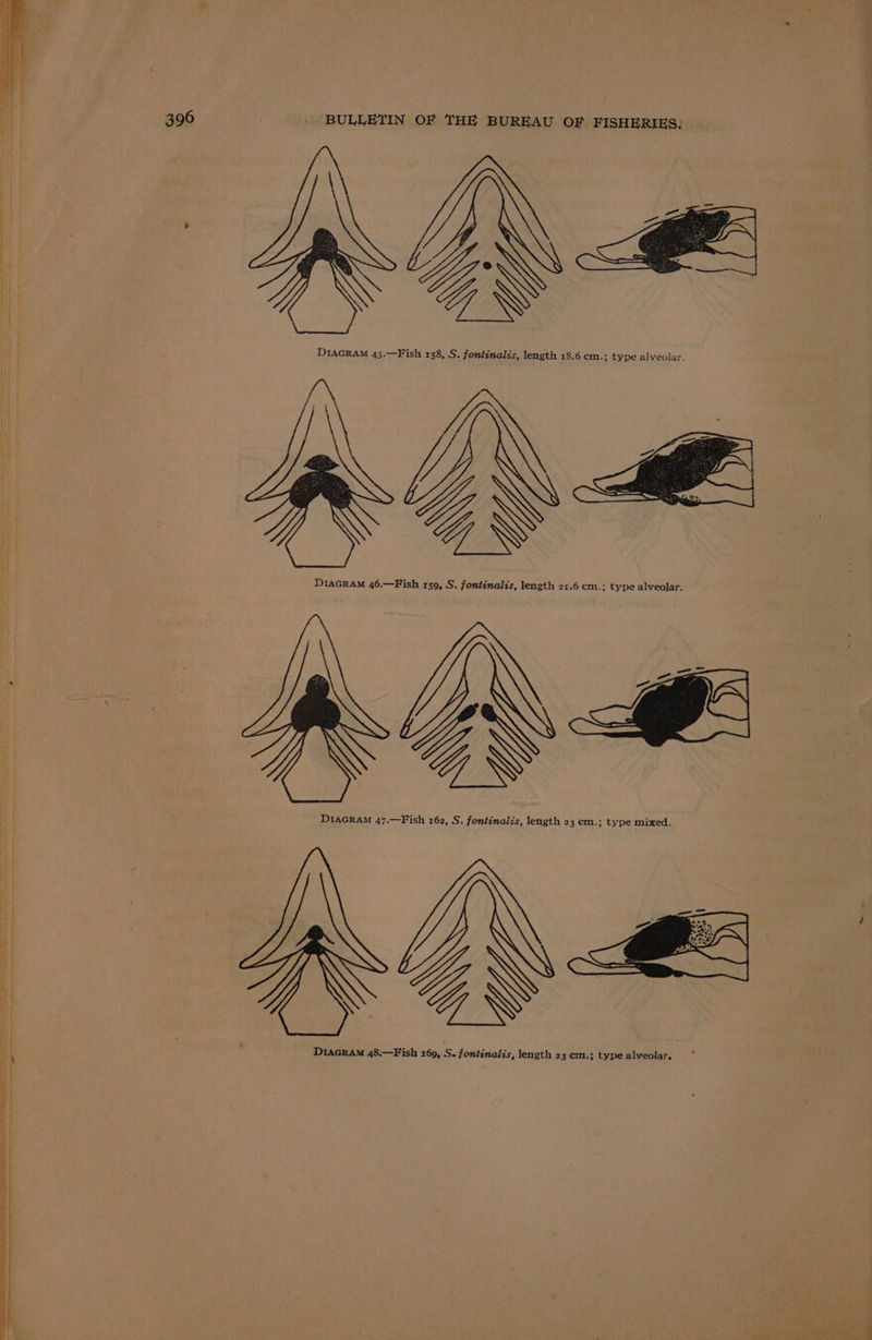 \ \\ DiacraM 45.—Fish 158, S. fontinalis, length 18.6 cm.; type alveolar. ~ DIAGRAM 46.—Fish 159, S. fontinalis, length 21.6 cm.; type alveolar. ae S| DIAGRAM 47.—Fish 162, S. fontinalis, length 23 em.; type mixed. ; \\
