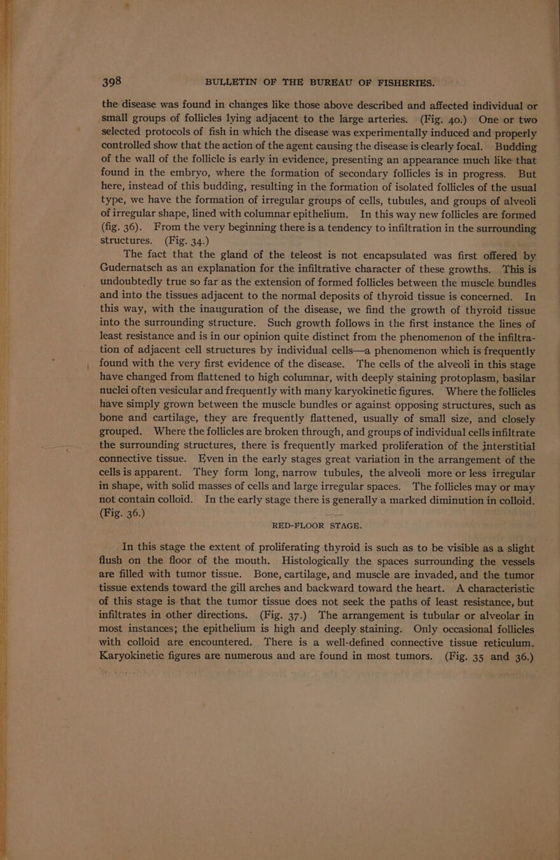 the disease was found in changes like those above described and affected individual or small groups of follicles lying adjacent to the large arteries. (Fig. 40.) One or two selected protocols of fish in which the disease was experimentally induced and properly controlled show that the action of the agent causing the disease is clearly focal. Budding of the wall of the follicle is early in evidence, presenting an appearance much like that found in the embryo, where the formation of secondary follicles is in progress. But here, instead of this budding, resulting in the formation of isolated follicles of the usual type, we have the formation of irregular groups of cells, tubules, and groups of alveoli of irregular shape, lined with columnar epithelium. In this way new follicles are formed (fig. 36). From the very beginning there is a tendency to infiltration in the surrounding structures. (Fig. 34.) The fact that the gland of the teleost is not encapsulated was first offered by Gudernatsch as an explanation for the infiltrative character of these growths. ‘This is undoubtedly true so far as the extension of formed follicles between the muscle bundles and into the tissues adjacent to the normal deposits of thyroid tissue is concerned. In this way, with the inauguration of the disease, we find the growth of thyroid tissue into the surrounding structure. Such growth follows in the first instance the lines of least resistance and is in our opinion quite distinct from the phenomenon of the infiltra- tion of adjacent cell structures by individual cells—a phenomenon which is frequently found with the very first evidence of the disease. The cells of the alveoli in this stage have changed from flattened to high columnar, with deeply staining protoplasm, basilar nuclei often vesicular and frequently with many karyokinetic figures. Where the follicles have simply grown between the muscle bundles or against opposing structures, such as bone and cartilage, they are frequently flattened, usually of small size, and closely grouped. Where the follicles are broken through, and groups of individual cells infiltrate the surrounding structures, there is frequently marked proliferation of the interstitial connective tissue. Even in the early stages great variation in the arrangement of the cells is apparent. They form long, narrow tubules, the alveoli more or less irregular in shape, with solid masses of cells and large irregular spaces. The follicles may or may not contain colloid. In the early stage there is generally a marked diminution in colloid. (Fig. 36.) RED-FLOOR STAGE. _In this stage the extent of proliferating thyroid is such as to be visible as a slight flush on the floor of the mouth. Histologically the spaces surrounding the vessels are filled with tumor tissue. Bone, cartilage, and muscle are invaded, and the tumor tissue extends toward the gill arches and backward toward the heart. A characteristic of this stage is that the tumor tissue does not seek the paths of least resistance, but infiltrates in other directions. (Fig. 37.) The arrangement is tubular or alveolar in most instances; the epithelium is high and deeply staining. Only occasional follicles with colloid are encountered. There is a well-defined connective tissue reticulum. Karyokinetic figures are numerous and are found in most tumors. (Fig. 35 and 36.)