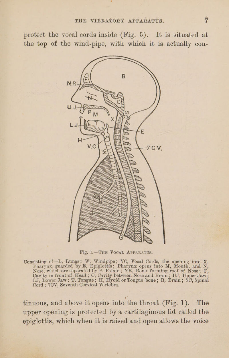 protect the vocal cords inside (Fig. 5). It is situated at the top of the wind-pipe, with which it is actually con- Y WILLILIZTT >, U.J- PM oa — , | i be Le ae et gee V.C: », NN WS Ss Bs wan sv Sac PSs —— SISK WES Sddecey SSS SNS ee =o ates Sie Sy Meg) Fig. 1.—Tue Vocaut APPARATUS. Consisting of —L, Lungs; W, Windpipe; VC, Vocal Cords, the opening into X, Pharynx, suarded by E, Epiglottis ; Pharynx opens into M, Mouth, and N, Nose, which are separated by P, Palate; NR, Bone forming roof of Nose ; : io Cavity in front of Head; C, Cavity between Nose and Brain; UJ, Upper Jaw; LJ, Lower Jaw; T, Tongue : H, Hyoid or Tongue bone; B, Brain ; SC, Spinal Cord ; 7OV, Seventh Cervical Vertebra. tinuous, and above it opens into the throat (Fig. 1). The upper opening is protected by a cartilaginous lid called the epiglottis, which when it is raised and open allows the voice