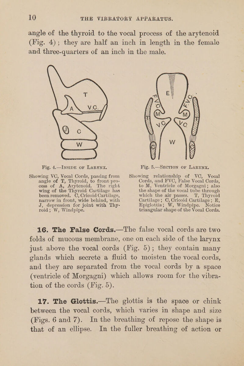 angle of the thyroid to the vocal process of the arytenoid (Fig. 4); they are half an inch in length in the female and three-quarters of an inch in the male. eee ae il m ete TH Fig. 4.—INSIDE OF LARYNX. Fig. 5.—SECTION OF LARYNX. Showing VC, Vocal Cords, passing from Showing relationship of VC, Vocal angle of T, Thyroid, to front pro- Cords, and FVC, False Vocal Cords, cess of A, Arytenoid. The right to M, Ventricle of Morgagni; also wing of the Thyroid Cartilage has the shape of the vocal tube through been removed. C, Cricoid Cartilage, which the air passes. T, Thyroid narrow in front, wide behind, with Cartilage ; O, Cricoid Cartilage; E, J, depression for joint with Thy- Epiglottis; W, Windpipe. roid; W, Windpipe. Notice triangular shape of the Vocal Cords. 16. The False Cords.—The false vocal cords are two folds of mucous membrane, one on each side of the larynx just above the vocal cords (Fig. 5); they contain many glands which secrete a fluid to moisten the vocal cords, and they are separated from the vocal cords by a space (ventricle of Morgagni) which allows room for the vibra- tion of the cords (Fig. 5). 17. The Glottis.—The glottis is the space or chink between the vocal cords, which varies in shape and size (Figs. 6 and 7). Inthe breathing of repose the shape is that of an ellipse. In the fuller breathing of action or