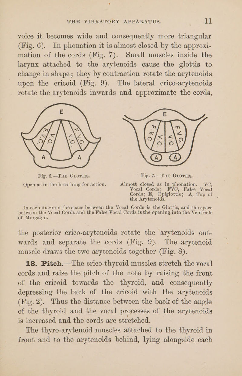 voice it becomes wide and consequently more triangular (Fig. 6). In phonation it is almost closed by the approxi- mation of the cords (Fig. 7). Small muscles inside the larynx attached to the arytenoids cause the glottis to change in shape; they by contraction rotate the arytenoids upon the cricoid (Fig. 9). The lateral crico-arytenoids rotate the arytenoids inwards and approximate the cords, Open as in the breathing for action. Almost closed as in phonation. VC, Vocal Cords; FVC, False Vocal Cords; E, Epiglottis; A, Top of the Arytenoids. 5 In each diagram the space between the Vocal Cords is the Glottis, and the space between the Vocal Cords and the False Vocal Cords is the opening into the Ventricle of Morgagni. the posterior crico-arytenoids rotate the arytenoids out- wards and separate the cords (Fig. 9). The arytenoid muscle draws the two arytenoids together (Fig. 8). » 18. Pitch.—The crico-thyroid muscles stretch the vocal cords and raise the pitch of the note by raising the front of the cricoid towards the thyroid, and consequently depressing the back of the cricoid with the arytenoids (Fig. 2). Thus the distance between the back of the angle of the thyroid and the vocal processes of the arytenoids is increased and the cords are stretched. The thyro-arytenoid muscles attached to the thyroid in front and to the arytenoids behind, lying alongside each