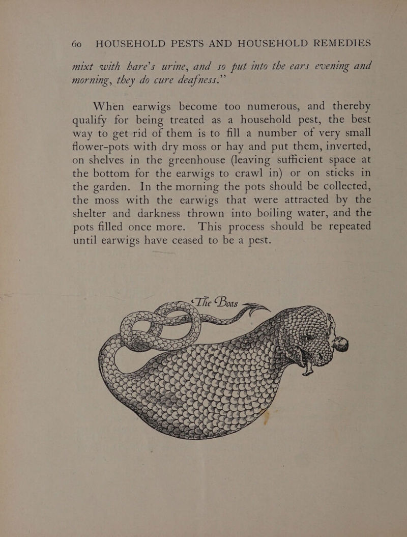mixt with hares urine, and so put into the ears evening and morning, they do cure deafness.” When earwigs become too numerous, and thereby qualify for being treated as a household pest, the best way to get rid of them is to fill a number of very small flower-pots with dry moss or hay and put them, inverted, on shelves in the greenhouse (leaving sufficient space at the bottom for the earwigs to crawl in) or on sticks in the garden. In the morning the pots should be collected, the moss with the earwigs that were attracted by the shelter and darkness thrown into boiling water, and the pots filled once more. ‘This process should be repeated until earwigs have ceased to be a pest. Y AMAT We @aeelet AS
