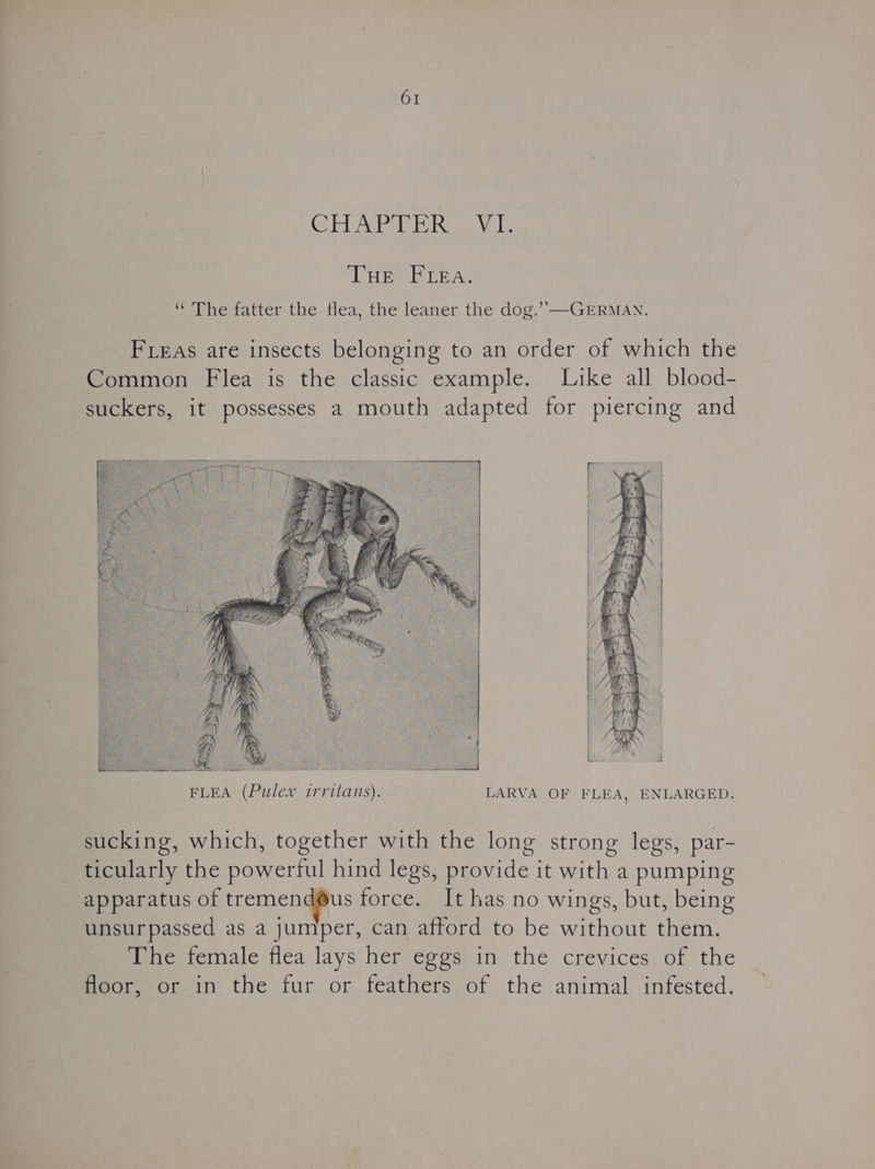 Ci Ackerly Ei Reaa vale THeeR ray ‘ The fatter the flea, the leaner the dog.’’—GERMAN. Freas are insects belonging to an order of which the Common Flea is the classic example. Like all blood- suckers, it possesses a mouth adapted for piercing and zh 7X al PRS OS Nae cle et ila FLEA (Pulex irritans). LARVA OF FLEA, ENLARGED. sucking, which, together with the long strong legs, par- ticularly the powerful hind legs, provide it with a pumping apparatus of tremend@us force. It has no wings, but, being unsurpassed as a jumper, can afford to be without them. The female flea lays her eggs in the crevices of the floor, or in the fur or feathers of the animal infested.