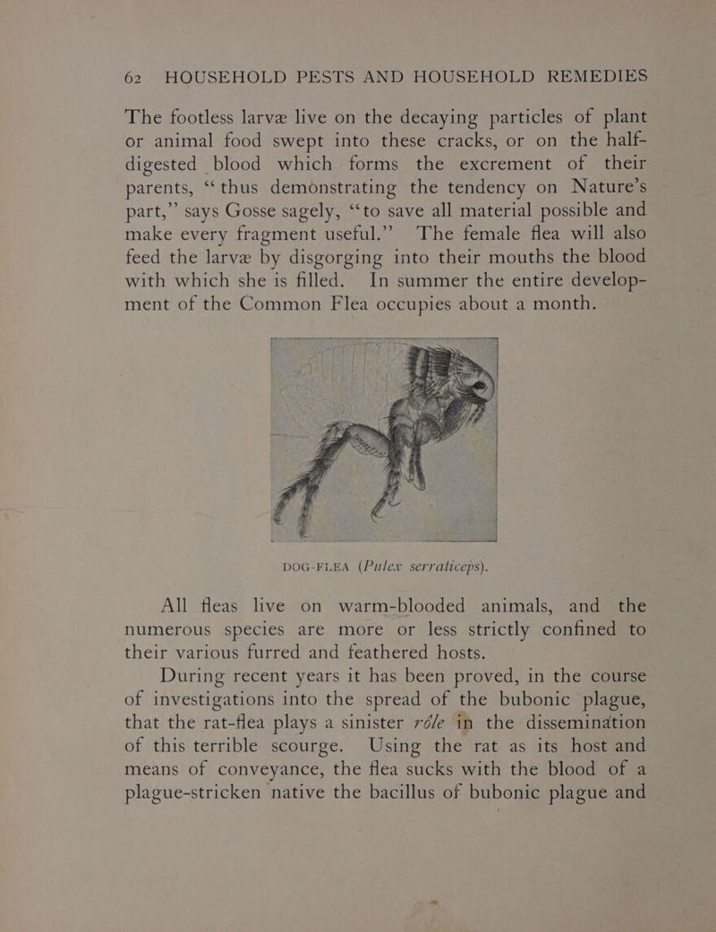 The footless larve live on the decaying particles of plant or animal food swept into these cracks, or on the half- digested blood which forms the excrement of their parents, ‘thus demonstrating the tendency on Nature's part,” says Gosse sagely, ‘‘to save all material possible and make every fragment useful.” The female flea will also feed the larve by disgorging into their mouths the blood with which she is filled. In summer the entire develop- ment of the Common Flea occupies about a month. ee ee ie Bee eee tne ee he ee { A : wen ‘ ‘eet : E ¥, as ‘ _ &amp; c a 6. be, y I / ' ¢ ‘ sae ma { a ¥ | ¥ NZ . vi { +e Ss. Bs ay ~ j DOG-FLEA (Pulev serraticeps). All fleas live on warm-blooded animals, and the numerous species are more or less strictly confined to their various furred and feathered hosts. During recent years it has been proved, in the course of investigations into the spread of the bubonic plague, that the rat-flea plays a sinister ré/e in the dissemination of this terrible scourge. Using the rat as its host and means of conveyance, the flea sucks with the blood of a plague-stricken native the bacillus of bubonic plague and
