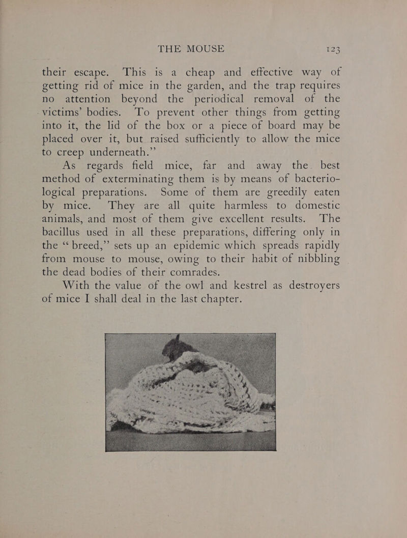 their escape. This is a cheap and effective way of getting rid of mice in the garden, and the trap requires no attention beyond the periodical removal of the victims’ bodies. To prevent other things from getting into it, the lid of the box or a piece of board may be placed over it, but raised sufficiently to allow the mice to creep underneath.” As regards field mice, far and away the. best method of exterminating them is by means of bacterio- logical preparations. Some of them are greedily eaten Baye mice....'They “are: all quite harmless to domestic animals, and most of them give excellent results. The bacillus used in all these preparations, differing only in the ‘‘ breed,” sets up an epidemic which spreads rapidly from mouse to mouse, owing to their habit of nibbling the dead bodies of their comrades. With the value of the owl and kestrel as destroyers of mice I shall deal in the last chapter.