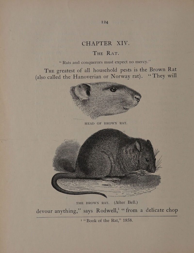 HEAD OF BROWN RAT. devour anything,” says Rodwell,’ ‘‘ from a delicate chop 1 “Book of the Rat,’ 1858.