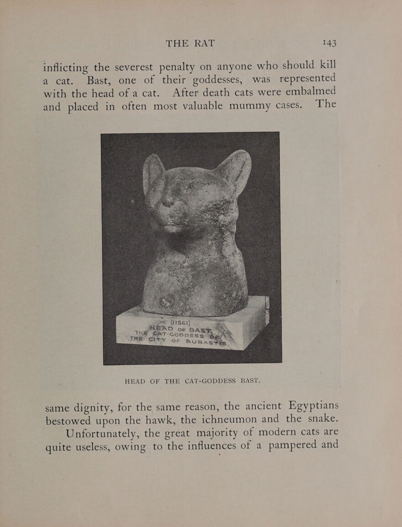 inflicting the severest penalty on anyone who should kill a cat. Bast, one of their goddesses, was represented with the head of a cat. After death cats were embalmed and placed in often most valuable mummy Cases. ‘ihe same dignity, for the same reason, the ancient Egyptians bestowed upon the hawk, the ichneumon and the snake. Unfortunately, the great majority of modern cats are quite useless, owing to the influences of a pampered and