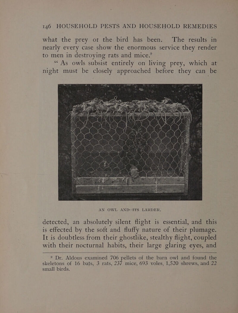 what the prey or the bird has been. ‘The results in nearly every case show the enormous service they render to men in destroying rats and mice.’ ‘As owls subsist entirely on living prey, which at night must be closely approached before they can be detected, an absolutely silent flight is essential, and this is effected by the soft and fluffy nature of their plumage. It is doubtless from their ghostlike, stealthy flight, coupled with their nocturnal habits, their large glaring eyes, and ® Dr. Aldous examined 706 pellets of the barn owl and found the skeletons of 16 bats, 3 rats, 237 mice, 693 voles, 1,520 shrews, and 22 small birds.