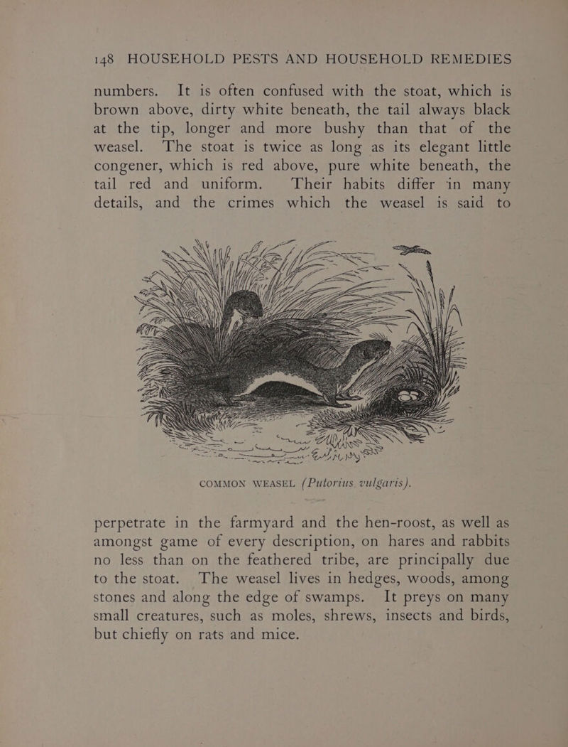 numbers. It is often confused with the stoat, which is brown above, dirty white beneath, the tail always black at the tip, longer and more bushy than that of the weasel. ‘The stoat is twice as long as its elegant little congener, which is red above, pure white beneath, the tail red and uniform. Their habits differ in many details, .and the crimes which the weasel is said to CS ZC SS sah — —= ~~. haa Pe “- ASS a gi a ee = Sea eS = mii ee. pe ee CO, Pe SN a ee et We Meee LM, Wy » COMMON WEASEL (Putorius. vulgaris). perpetrate in the farmyard and the hen-roost, as well as amongst game of every description, on hares and rabbits no less than on the feathered tribe, are principally due to the stoat. The weasel lives in hedges, woods, among stones and along the edge of swamps. It preys on many small creatures, such as moles, shrews, insects and birds, but chiefly on rats and mice.