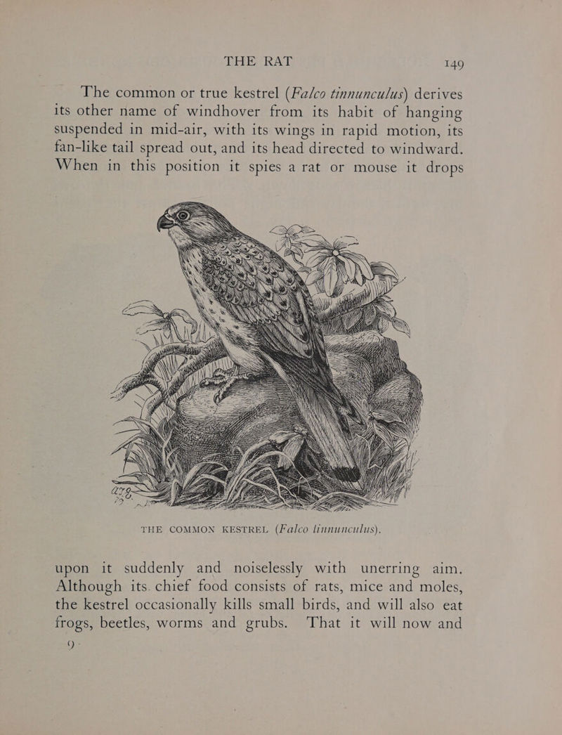 The common or true kestrel (Fa/co tinnunculus) derives its other name of windhover from its habit of hanging suspended in mid-air, with its wings in rapid motion, its fan-like tail spread out, and its head directed to windward. When in this position it spies a rat or mouse it drops upon it suddenly and noiselessly with unerring aim. Although its. chief food consists of rats, mice and moles, the kestrel occasionally kills small birds, and will also eat frogs, beetles, worms and grubs. That it will now and a