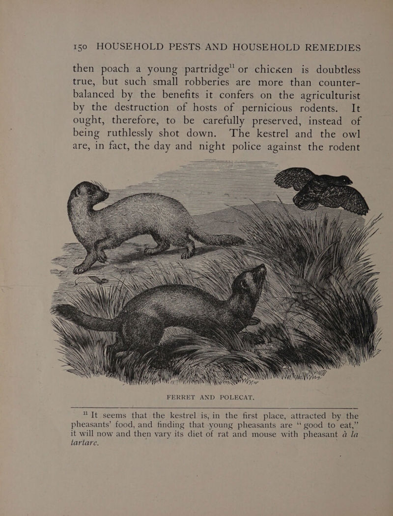 then poach a young partridge” or chicxen is doubtless true, but such small robberies are more than counter- balanced by the benefits it confers on the agriculturist by the destruction of hosts of pernicious rodents. It ought, therefore, to be carefully preserved, instead of being ruthlessly shot down. The kestrel and the owl are, in fact, the day and night police against the rodent HUI SNS OWS ELA NAIR 572 FERRET AND POLECAT. “It seems that the kestrel is, in the first place, attracted by the pheasants’ food, and finding that young pheasants are “‘ good to eat,” it will now and then vary its diet of rat and mouse with pheasant @ la tartare.