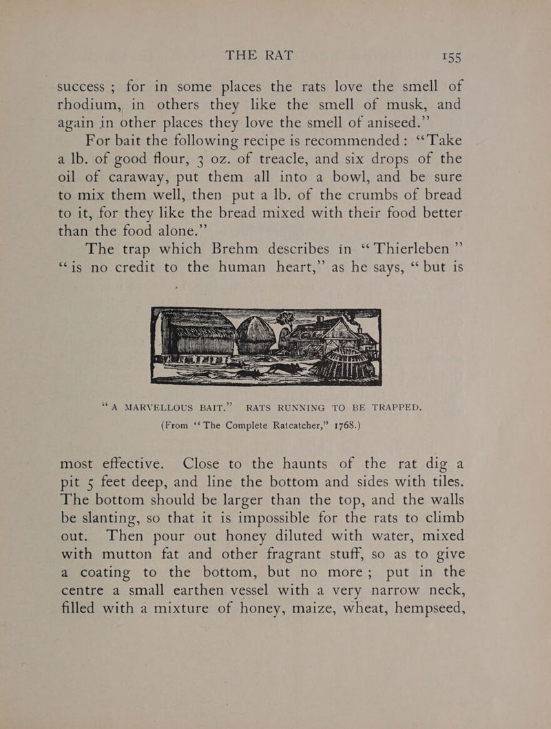 success ; for in some places the rats love the smell of rhodium, in others they like the smell of musk, and again in other places they love the smell of aniseed.” For bait the following recipe is recommended: ‘Take a lb. of good flour, 3 oz. of treacle, and six drops of the oil of caraway, put them all into a bowl, and be sure to mix them well, then put a lb. of the crumbs of bread to it, for they like the bread mixed with their food better than the food alone.” The trap which Brehm describes in ‘“‘ Thierleben ”’ ‘is no credit to the human heart,” as he says, “ but is \’ ; {\.\ \ fet i Ht | “A MARVELLOUS BAIT.” RATS RUNNING TO BE TRAPPED. (From ‘‘ The Complete Ratcatcher,” 1768.) most effective. Close to the haunts of the rat dig a pit 5 feet deep, and line the bottom and sides with tiles. The bottom should be larger than the top, and the walls be slanting, so that it is impossible for the rats to climb out. Then pour out honey diluted with water, mixed with mutton fat and other fragrant stuff, so as to give a coating to the bottom, but no more; put in the centre a small earthen vessel with a very narrow neck, filled with a mixture of honey, maize, wheat, hempseed,