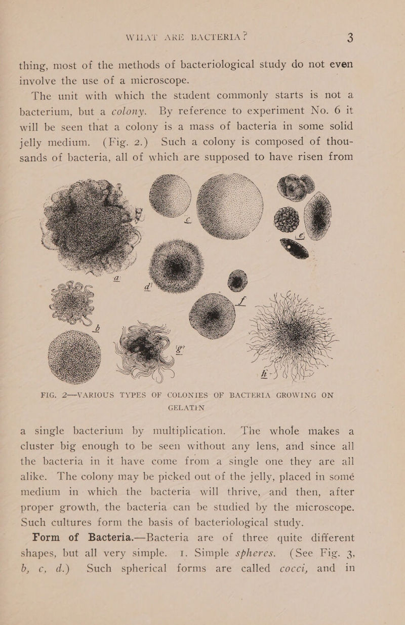 thing, most of the methods of bacteriological study do not even involve the use of a microscope. The unit with which the student commonly starts is not a bacterium, but a colony. By reference to experiment No. 6 it will be seen that a colony is a mass of bacteria in some solid jelly medium. (Fig. 2.) Such a colony is composed of thou- sands of bacteria, all of which are supposed to have risen from a single bacterium by multiplication. The whole makes a cluster big enough to be seen without any lens, and since all the bacteria in it have come from a single one they are all alike. The colony may be picked out of the jelly, placed in somé medium in: which the bacteria will thrive, and then, after proper growth, the bacteria can be studied by the microscope. Such cultures form the basis of bacteriological study. Form of Bacteria—Bacteria are of three quite different Bhapes, but all. very simple...1. Simple spheres. (See. Fig. 3, by ¢, ad.) ‘Such spherical forms “are called .cocct, and in