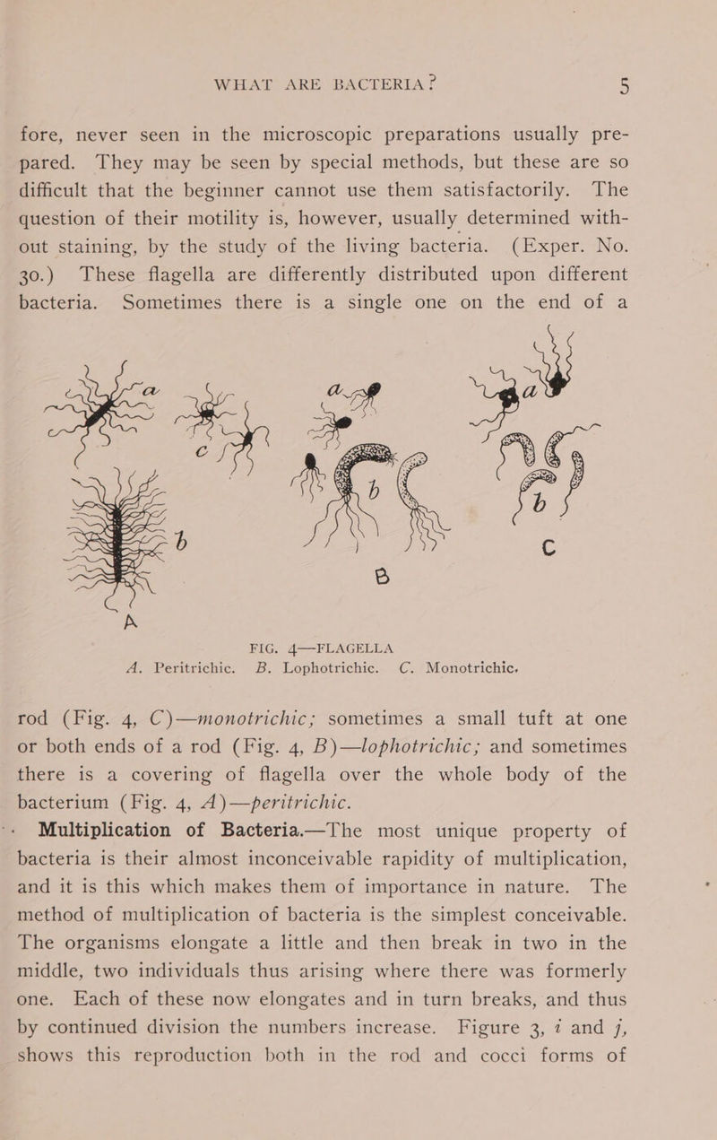 fore, never seen in the microscopic preparations usually pre- pared. They may be seen by special methods, but these are so difficult that the beginner cannot use them satisfactorily. The question of their motility is, however, usually determined with- out staining, by the study of the living bacteria. (Exper: No, 30.) These flagella are differently distributed upon different bacteria. Sometimes there is a single one on the end of a rod (Fig. 4, C)—monotrichic; sometimes a small tuft at one or both ends of a rod (Fig. 4, B)—lophotrichic; and sometimes there is a covering of flagella over the whole body of the bacterium (Fig. 4, 4)—peritrichic. Multiplication of Bacteria—The most unique property of bacteria is their almost inconceivable rapidity of multiplication, and it is this which makes them of importance in nature. The method of multiplication of bacteria is the simplest conceivable. The organisms elongate a little and then break in two in the middle, two individuals thus arising where there was formerly one. Each of these now elongates and in turn breaks, and thus by continued division the numbers increase. Figure 3, 7 and 7, shows this reproduction both in the rod and cocci forms of