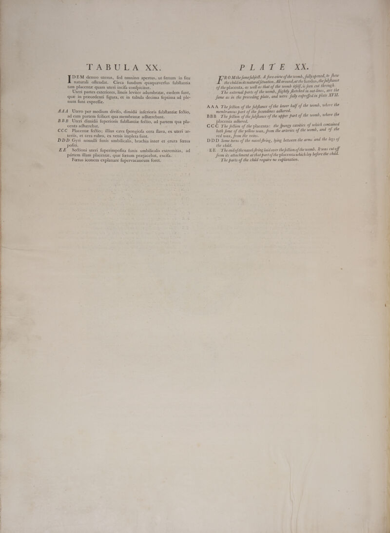  TINIB UU ICA XLXS naturali oftendat. Circa fundum quaquaverfus fubftantia tam placente quam uteri incifa confpicitur. Uteri partes exteriores, lineis leviter adumbrate, eadem funt, quz in precedenti figura, et in tabula decima feptima ad ple- num funt expreffz. AAA Utero per medium divifo, dimidii inferioris fubftantize fe&amp;io, ad eam partem fcilicet qua membrane adhzrebant. BBB Uteri dimidii fuperioris fubftantiz fectio, ad partem qua pla- CCC Placentze fectio; illius cava fpongiofa cera flava, ex uteri ar- terlis, et cera rubra, ex venis impleta funt. ; DDD Gyr nonulli funis umbilicalis, brachia inter et crura foetus pofi. EE Sectioni uteri fuperimpofita funis umbilicalis extremitas, ad partem illam placentz, que foetum preejacebat, excifa. Foetus iconem explanare fupervacaneum foret. PLA d BUSUXX F the child d Sind All around, at the fundus, the fubflance of the placenta, as well as that of the womb itfelf, is feen cut icu The external parts of the womb, flightly fetched in out-lines, are the AAA The feétion of the fubflance of the lower half of the womb, where the membranous part of the fecundines adhered. OMS BBB The Jeétion of the fubflance of the upper part of the womb, where placenta adhered. I. both fome of the yellow wax, from the arteries of the womb, an of red wax, from the veins. ] Ae DDD Some turns of the navel-ftring, lying between the arms and the legs of the child. EE. The endof thenavel-ftring laid over the Jeétion of the womb. It was ead from its attachment at that part of the placenta which lay before the child. The parts of the child require no explanation.     