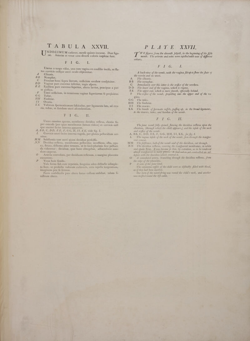 d  — ——  TABULA XXVIL U NDECI MUM cadaver, menfe quinto ineunte, Dux figu- re. Arteric et ven cera diverfi coloris impleta funt. Erxl G, I. Uterus a tergo vifus, una cum vagina eo confilio incifa, ut fta- tus cervicis orifque uteri oculo objiciretur. 4 Clitoris. BB Nymphe. 6 . Proxime hanc fupra literam, orificium urethrz confpicitur. DD Vaginz pars extrema inferior, rugis afpera. EE Ejufdem pars extrema fuperior, altera levior, precipue a par- te poftica. F Uteri orificium, in terminum vaginz fuperiorem fe projiciens. GG Tube. HH Fimbrie. II Ovaria. tel . : ] KK Vaforum fpermaticorum fafciculus, per ligamenta lata, ad ova- ria, tubas, et fundum uteri afcendentium. EF} .G, lig Utero omnino aperto, membrana decidua reflexa, chorio fu- per extenfa (per.quas membranas foetum videas) et cervicis orif- que uterini facies interna apparent. A, BB, C, DD, EE, F, GG, H, 1I, KK, vide fig. I. L Cervicis uteri facies interna rugofa, per gluten pellucidum cer- nitur. MM Subflantia tam uteri quam deciduz perfciffa. NN Decidua reflexa, membranas pellucidas inveftiens, alba, opa- ca, ftriata, diftentu adeo tenuata, ut in locis plurimis fere pelluci- da videretur: deciduz, que hanc obtegebat, adhzrefcere non- dum czperat. 0 Arteria convoluta, per deciduam reflexam, a margine placentz excurrens. ; Vena huic fimilis. Vafa foetus fub cute repentia, fanguine adeo diftincte adimple- ta funt, ut profecto vaforum cadaveris, cera injecta turgentium, imaginem prze fe ferrent. Funis umbilicalis pars altera foetus collum ambibat, talum fi- niftrum altera. A BB C IB EE B GG HH Erk KK PLATE. XXXVI 5 W O figures from the eleventh fubjeét, in the beginning of the fifth month. The arteries and veins were wetted with wax of different colours. PF» BEG. 72 A back-view of the womb, with the vagina flit up to fhew the flate of the cervix and os uteri. j The clitoris. The nymphe. Immediately over this letter is the orifice of the urethra. The lower end of the vagina, which is rugous. The upper end, which is more fmooth, efpecially behind. The orifice of the womb, projecting into the upper end of the va- ina. The tubes. The fimbriz. The ovaries. The bundle of [bermatic ve[fels, paffing up, in the broad ligaments, to the ovaries, tubes, and fundus of the womb. TAPPIEN Oe TT The fame womb fully opened, fhewing the decidua reflexa upon the chorion, (through which the child appears,) and the infide of the neck and orifice of the womb. L MM NN The rugous infide of the neck of the womb, Jeen through the tranfpa- rent cement. The fubflance, both of the womb and of the decidua, cut through. The decidua reflexa, covering the tran[barent membranes, in white and opake ftrize.. It was become fo thin, by extention, as to be rendered almofl tranfparent in many places-— 4d 224 as yet contratled an. ad- hefion with the decidua which covered it. A convoluted artery, branching through the decidua reflexa, from the edge of the placenta. A vein of the fame kind. The cutaneous veffels of the child were as diftinttly filled with blood, One turn of the navel-ftring was round the child's neck, and another 