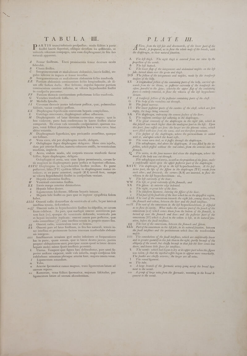  SAID. Ix AL IT. BE ARTIS trunciinferioris profpectus; oculo fcilicet a parte finiftri lateris fuperiori, oblique deorfum ita collineato, ut univerfa vifcerum compages, una cum diaphragmate; in fitu fuo naturali appareret. A Femur finiftrum. | Uteri prominentia femur dextrum oculo fubtrahit. B Clunis finiftra. C Integümentorum et mufculorum abdominis, lateris finiftri, an- gulus inferior in inguen et femur inverfus. D Integumentorum et mufculorum abdominis fectio tranfverfa. EE Partium abdominis continentium fectio longitudinalis, ab ili- um offe furfum ducta. Hac fectione, angulus fuperior. partium continentium omnino aufertur, ut vifcera hypochondrii finiftri in confpectu ponantur. FF Partium thoracis continentium pofteriorum fectio tranfverfa. G . Vertebra tranfverfe fciffa. H Medulla fpinalis. — II Cavorum thoracis partes inferiores pofticze, que, pulmonibus fublatis, vacuz confpici poffunt. KK Diaphragma fuperficiem convexam hepatis complectens. y Cartilago mucronata, diaphragmati adhuc adherens. M Diaphragmatis. ad latus dextrum convexitas magna; quz-in hoc cadavere, parte huic confentanea in latere finiftro elatior comparuit. Ibi etiam vafa nonnulla confpiciuntur ; quorum. ma- jora, vene fcilicet phrenicz, cera impleta funt a vena cava; hinc altius extantia. J Diaphragmatis fuperficies, qua pericardio annectitur, quzeque cor fuftinet. 0 Vena cava, ubi per diaphragma tranfit, deligata. P . Oefophagus fupra diaphragma deligatus. Hunc cera injecta, dum per arterias fluebat, materia colorante amiffa, in ventriculum tranfiens, implevit. Aorta, codem modo, ubi corporis truncus tranfverfe fuerat fciffus, fupra diaphragma, deligata. Oefophagus et aorta, una cum {pine prominentia, cavum fa- tis magnum in diaphragmatis parte poftica et fuperiori efficiunt. RSTU Diaphragma in hypochondrio finiftro recifum. Ex parte pofteriori, labia (TU) ejufdem fiffuree in diaphragmate mutuo re- cedunt; et ex parte anteriori, anguli (R S) inverfi funt, nempe ut vifcera hypochondrii finiftri in confpectum veniant. Hepatis extremitas finiftra. W Ventriculi extremitas finiftra. XX Lienis margo anterior denticulatus. a . Hepats lobus dexter. Ligamentum falciforme, fiffuram hepatis intrans. c 'Hepatis lobi finiftri ea pars que in regione epigaftrica fedem habet. dddd Omenti radix dextrorfum de ventriculo et colo, hepar inter et inteftina tenuia, defcendens. eeff Omenti radix in hypochondrio finiftro ita difpofita, ut cavum fuum exhibeat. Ea pars, quz marfupii omenti anteriorem par- tem facit (ee), queque de ventriculo defcendit, ventriculo jam et hepati incumbit replicata: omenti autem pars pofterior, que colo conneétitur ( // ) ante inteftina tenuia in proprio manet fitu. ££ Omenti radix, ventriculum inter et lienem. | En hh. Omenti pars ad latus finiftrum, in fitu fuo naturali, tenuia in- ter inteftina et peritoneum faciem internam tranfverfalis abdomi- nis Integens. hac in parte, quam eorum, qua in latere dextro jacent; partim propter obliquitatem uteri, praecipue autem quod inlatere dextro hepatis moles minus fpatii inteftinis permittit. k Uterus. Tempore quo figura hac delineabatur, pars uteri fu- perior arefcere coeperat, unde vafa infarcta, magis confpicua fefe exhibebant: minorum pleraque arterize funt; majora omnia venae. | Ligamentum rotundum. m Tuba. n Arteriz fpermaticze ramus magnus, trans ligamentum latum ad uterum repens. oo Ramorum, vene fcilicet fpermatice, majorum fafciculus, per ligamentum latum ad uterum afcendentium. DIT M TUE SIN. A View, from the left fide and downwards, of the lower part of the trunk; Jo prepared, as to fhew the whole mafs of the bowels, with the diaphragm, in their natural fituation. A The left thigh. The right thigh is covered from our view by the projection of the womb. B The left buttock. C The lower flap of the integuments and abdominal mufcles on the left Jide, turned down over the groin and thigh. DD The feétion of the integuments and mufcles, made by the tranfverfe inctfion of the belly. EE 4A longitudinal fection of the containing parts of the belly, carried up- wards from the os ilium, or pofferior extremity of the tranfuerfe in- eifion, parallel to the [hine; whereby the upper flap of the containing parts is entirely removed, to fhew the vifcera of the left hypochon- drium. FF A tranfoerfe fection of the pofterior containing parts of the cheft. G Te body of the vertebra cut through. H Zhe [pinal marrow. II The lower pofterior parts of the cavities of the cheft, which are Jeen empty, the lungs being removed. KK 74e diaphragm, embracing the convex fürface of the liver. L = The enfiform cartilage left adhering to the diaphragm. M The great convexity of the diaphragm in the right fide, which in thas fubject was much higher than the analagous part.in the left. Upon this part, fome veffels are feen: the larger are the phrenic veins, which were filled with wax from the cava, and are therefore prominent. N Zhe furface of the diaphragm, where the pericardium zs: united with it, and upon which the heart refts. O The vena cava tied, as it paffes through the diaphragm. P. The cefophagus, tied above the diaphragm. It was filled by the in- jection, which paffed without the red.colour, from the arteries into the ftomach. Q, The aorta, in the Jame manner tied above the diaphragm, where the trunk of the body was cut through. The cefophagus and aorta, aswell as the projection of the fpine, make a confiderable notch upon the upper pofterior part of the diaphragm. RSTU The diaphragm, flit up in the left hypochondrium. At the pof- terior part, the lips of the fiffure in the diaphragm (Y U) recede from each other; and forwards, the corners (RS) are inverted, to fhew the vifcera in the left hypochondrium: viz, V The left extremity of the liver; WW The left, or great extremity of the flomach; and XX The fpleen: ss anterior edge indented. a The right, or great lobe of the liver. b The falciform ligament, entering the fifjure of the liver. c That part of the fmall lobe of the liver which lies in the epigaftric region. dddd. The root of the omentum towards the right fide, coming down from the flomach and colon, between the liver and the Jmall inteftines. eeff The root of the omentum in the left hypochondrium, fo difpofed as to fhew its cavity. What makes the anterior part of the pouch of the omentum (ec) which comes down from the bottom of the ftomach, is turned up over the ftomach and liver: and the pofterior part of the omentum (ff) which is fixed to the colon is left, in its natural fitu- ation, before the [mall inteftines. gg The root of the omentum, between the Stomach and Spleen. hhh Part of the omentum in the left fide, in its natural Jituation, between the [mall inteflines and the peritoneum which lines the tranfverfalis mujcle. and in greater quantity in this fide than in the right; partly becaufe of the obliquity of the womb, but chiefly becaufe in that fide the liver comes low down, and leaves little [bace for inteftines. k = The womb: which had begun to dry at its upper part when this Jigure was taken; fo that the injected veffels began to appear more remarkably. The fmaller are chiefly arteries; the larger are all veins. dl The round lgament. : m The tube. n A large branch of the [permatic artery going acrofs the broad liga- ment to the womb. oo A group of large veins from the fpermatic, mounting in the broad li- gament to the womb.