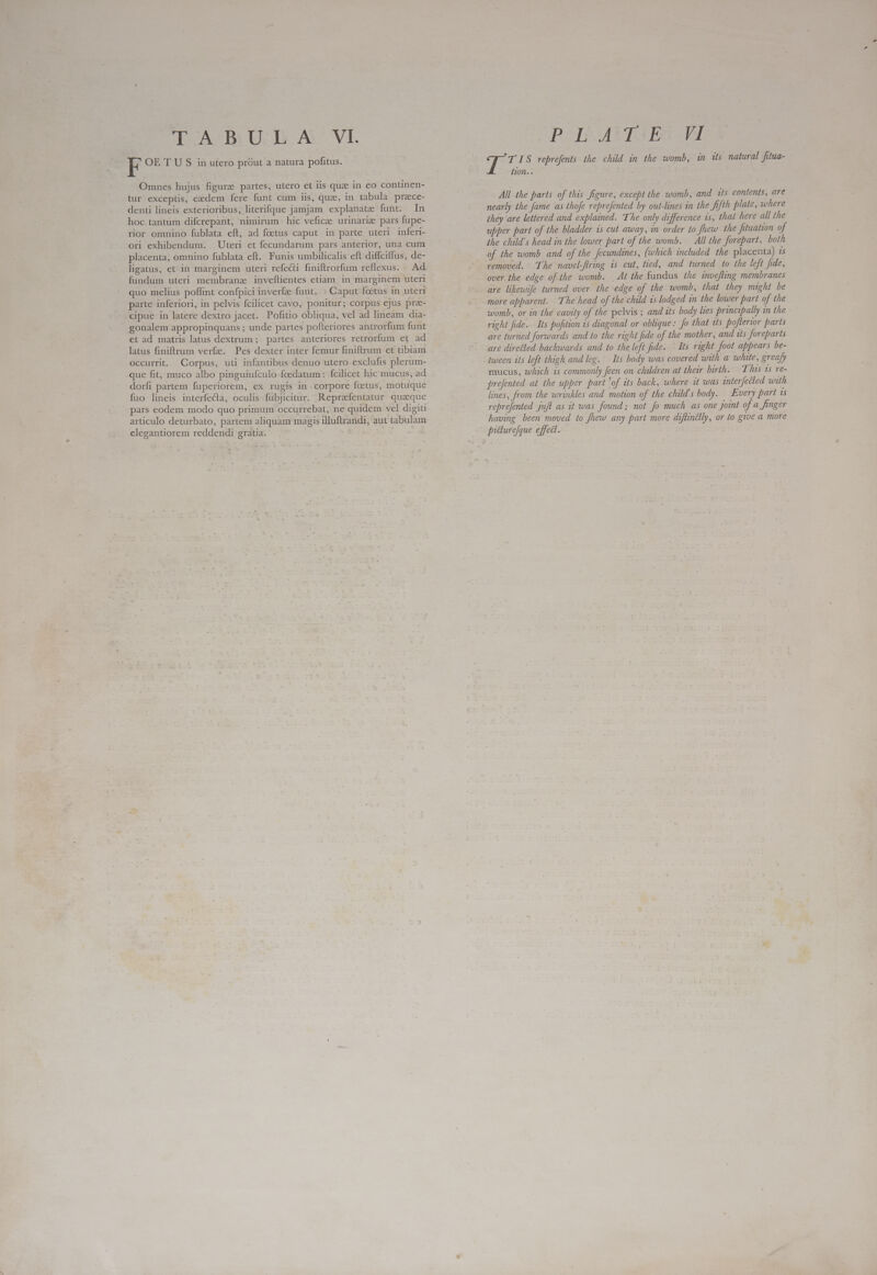 E OE TU S in utero prout a natura pofitus. | Omnes hujus figure partes, utero et iis qua in eo continen- tur exceptis, eedem fere funt cum iis, que, in tabula prece- denti lineis exterioribus, literifque jamjam explanate funt. In hoc tantum difcrepant, nimirum hic veficze urinariz pars fupe- rior omnino fublata eft, ad foetus caput in parte uteri inferi- ori exhibendum. Uteri et fecundarum pars anterior, una cum placenta, omnino fublata eft. Funis umbilicalis eft diffciffus, de- ligatus, et in marginem uteri refecti finiftrorfum reflexus. Ad fundum uteri membrane inveflientes etiam in marginem uteri cipue in latere dextro jacet. Pofitio obliqua, vel ad lineam dia- gonalem appropinquans ; unde partes pofteriores antrorfum funt et ad matris latus dextrum ; partes anteriores retrorfum et ad latus finiftrum verf. Pes dexter inter femur finiftrum et tibiam . occurrit. Corpus, uti infantibus denuo utero. exclufis plerum- que fit, muco albo pinguiufculo foedatum: fcilicet hic mucus, ad dorfi partem fuperiorem, ex rugis incorpore foetus, motuque fuo lineis interfecta, oculis fubjicitur. Reprafentatur . quaque | pars eodem modo quo primum occurrebat, ne quidem vel digiti articulo deturbato, partem aliquam magis illuftrandi, aut tabulam elegantiorem reddendi gratia. | 7 TIS reprefents the child in the womb, in its natural fitua- tion.. All the parts of this figure, except the womb, and tts contents, are nearly the fame as thofe reprefented by out-lines in the fifth plate, where they are lettered and explained. The only difference is, that here all the upper part of the bladder is cut away, in order to fhew the fituation of the child's head in the lower part of the womb. All the forepart, both removed. The navel-ftring is cut, tied, and turned to the left fide, over the edge of the womb. At the fundus the invefling membranes are likewife turned over the edge of the womb, that they might be more apparent. The head of the child is lodged in the lower part of the womb, or in the cavity of the pelvis ; and its body hes principally in the right fide. Its pofition 15 diagonal or oblique : Jo that its poflerior parts are turned forwards and to the right fide of the mother, and its foreparts are direéted backwards and to the left fide. ° Its right foot appears be- tween its left thigh and leg. Its body was covered with a white, greafy mucus, which 1s commonly feen on children at their birth. This ts re- prefented at the upper part 'of its back, where it was interfetted with lines, from the wrinkles and motion of the child's body. Every part is reprefented juft as it was found; not fo much as one joint of a Jinger having been moved to fhew any part more diftinélly, or to give a more pitturefque effect.