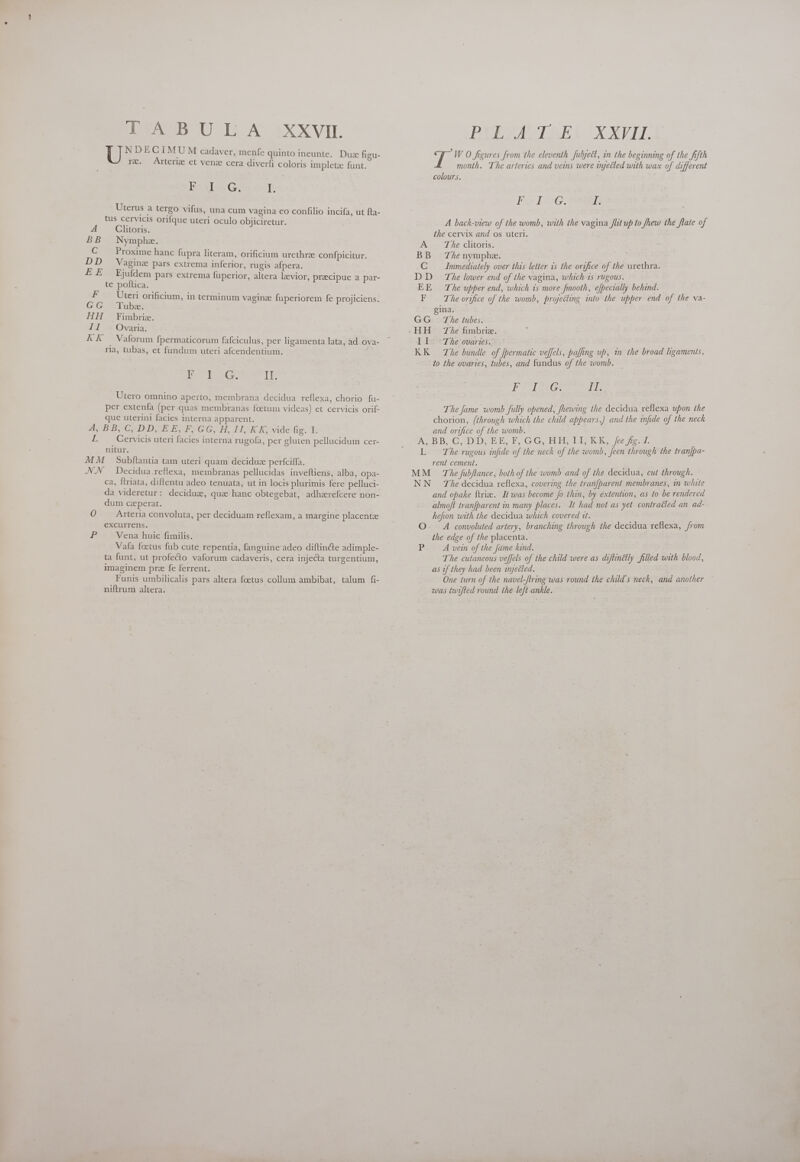 NDEC IMU M cadaver, menfe quinto ineunte, Duz figu- re. Arteriz et venz cera diverfi coloris impletz funt. Beil Ge E Uterus a tergo vifus, una cum vagina eo confilio incifa, ut fta- tus cervicis orifque uteri oculo objiciretur. 4 Clitoris. BB Nymphe. C Proxime hanc fupra literam, orificium urethra confpicitur. DD Vagine pars extrema inferior, rugis afpera. EE Ejufdem pars extrema fuperior, altera levior, praecipue a par- te poftica. F Uteri orificium, in terminum vagina fuperiorem fe projiciens. GG Tube. HH Fimbriz. Il . Ovaria. AK Vaforum fpermaticorum fafciculus, per ligamenta lata, ad ova- ria, tubas, et fundum uteri afcendentium. E IP TI Utero omnino aperto, membrana decidua reflexa, chorio fu- per extenfa (per quas membranas foetum videas) et cervicis orif- que uterini facies interna apparent. di BB GC DIBSEERE P GG; H,InKK;vide fig. I. d Cervicis uteri facies interna rugofa, per gluten pellucidum cer- nitur. MM Subfüantia tam uteri quam deciduz perfciffa. NN Decidua reflexa, membranas pellucidas inveftiens, alba, opa- ca, ftriata, diftentu adeo tenuata, ut in locis plurimis fere pelluci- da videretur: deciduz, quae hanc obtegebat, adharefcere non- dum ceperat. 0 Arteria convoluta, per deciduam reflexam, a margine placentze excurrens. B Vena huic fimilis. Vafa foetus fub cute repentia, fanguine adeo diftinéte adimple- ta funt, ut profecto vaforum cadaveris, cera injecta turgentium, imaginem pre fe ferrent. Funis umbilicalis pars altera foetus collum ambibat, talum fi- niftrum altera. : / WO figures from the eleventh fubject, in the beginning of the fifth month. The arteries and veins were injected with wax of different colours. Ie Tene’. I. A back-view of the womb, with the vagina flit up to fhew the flate of the cervix and os uteri. A The clitoris. BB The nymphe. C mmediately over this letter is the orifice of the urethra. DD The lower end of the vagina, which 1s rugous. EE The upper end, which ts more fmooth, efpecially behind. F The orifice of the womb, projecting into the upper end of the va- gina. GG The tubes. HH The fimbriz. II. The ovaries. KK = The bundle of fpermatic ve[fels, paffing up, in the broad ligaments, to the ovaries, tubes, and fundus of the womb. Fa be TT The Jame womb fully opened, fhewing the decidua reflexa upon the chorion, (through which the child appears,) and the infide of the neck and orifice of the womb. ‘A; BB, G,D'D; EE, F, GG, HH; Li; KK, [re fipg:l. L = The rugous infide of the neck of the womb, een through the tranfpa- rent cement. MM _ The fubflance, both of the womb and of the decidua, cut through. NN The decidua reflexa, covering the tran[barent membranes, in whate and opake ftrie. It was become fo thin, by extention, as to be rendered almoft tranfparent in many places. It had not as yet contracted an ad- hefon with the decidua which covered tt. O. A convoluted artery, branching through the decidua reflexa, from the edge of the placenta. PA vein ofthe fame kind. The cutaneous veffels of the child were as diftinétly filled with blood, as if they had been injected. One turn of the navel-ftring was round the child's neck, and another was twifted round the left ankle.