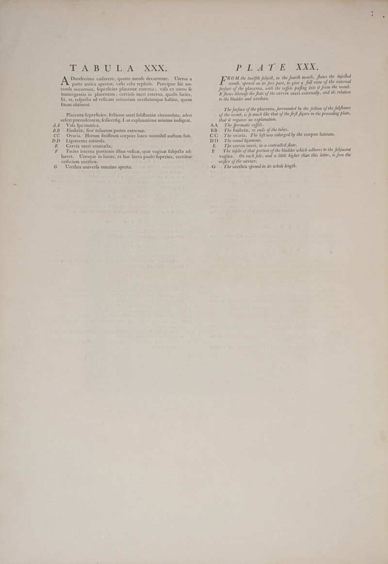 AA BB CC DD E F G Deo LAA XXX! Duodecimo cadavere, quarto menfe decurrente. Uterus a parte antica apertus, vafis cera repletis. Praecipue hic no- tanda occurrunt, fuperficies placentze externa; vafa ex utero fe immergentia in placentam ; cervicis uteri externa, qualis facies, fit, et, refpectu ad veficam urinariam urethramque habito, quem fitum obtineat. Placentz fuperficies, fectione uteri fubftantize circumdata, adeo refert praecedentem, fcilicetfig. I. ut explanatione minime indigeat. Vafa fpermatica. Fimbriz, five tubarum partes extreme. Ovaria. Horum finiftrum corpore luteo nonnihil auctum fuit. Ligamenta rotunda. Cervix uteri contracta. Facies interna portionis iftius vefice, que vaginz fubjecta ad- haret. Utroque in latere, et hac litera paulo fuperius, cernitur orificium urethra. Urethra univerfa omnino aperta. G PD A TIEX XXX ROM the twelfth fubjett, in the fourth month, Jhews the injetied womb, opened on its fore part, to give a full view of the external Jurface of the placenta, with the veffels paffing into it from the womb. It fhews likewife the flate of the cervix uteri externally, and its relation to the bladder and urethra. The furface of the placenta, furrounded by the fection of the Jubflance of the womb, is fo much like that of the firft figure in the preceding plate, that tt requires no explanation. The [permatic veffels. The fimbriz, or ends of the tubes. The ovaria. The left was enlarged by the corpus luteum. The round ligaments. The cervix uteri, zn a contracted flate. The infide of that portion of the bladder which adheres to the Jubjacent vagina. On each fide, and a little higher than thas letter, is Jeen the orifice of the ureter. - The urethra opened in its whole length.