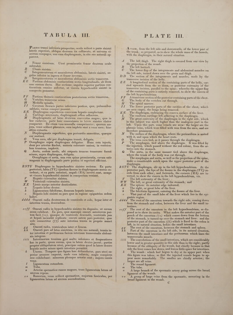 TAB U-L-A TH.  Parris trunci inferioris prospectus; oculo scilicet a parte sinistri lateris superiori, oblique deorsum ita collineato, ut universa vi- scerum compages, una cum diaphragmate, in situ suo naturali ap- pareret. Femur sinistrum. subtrahit. Clunis sinistra. Integumentorum et musculorum abdominis, lateris sinistri, an- gulus inferior in inguen et femur inversus. D Integumentorum et musculorum abdominis sectio transversa. EE Partium abdominis continentium sectio longitudinalis, ab ilium osse sursum ducta. Hac sectione, angulus superior partium con- tinentium omnino aufertur, ut viscera hypochondrii sinistri in conspectu ponantur. Uteri prominentia femur dextrum oculo Qi A FF Partium thoracis continentium posteriorum sectio transversa. G Vertebra transverse scissa. H Medulla spinalis. II Cavorum thoracis partes inferiores postice, que, pulmonibus sublatis, vacuae conspici possunt. KR Diaphragma superficiem convexam hepatis complectens. L Cartilago mucronata, diaphragmati adhuc adherens. M Diaphragmatis ad latus dextrum convexitas magna; que in hoc cadavere, parte huic consentanea in latere sinistro elatior comparuit. Ibi etiam vasa nonuulla conspiciuntur; quorum ma- jora, venz scilicet phrenicze, cera impleta sunt a vena cava; hinc altius extantia. NV Diaphragmatis superficies, qua pericardio annectitur, quaeque cor sustinet. à; 0 Vena cava, ubi per diaphragma transit, deligata. P Oesophagus supra diaphragma deligatus. Hunc cera injecta, dum per arterias fluebat, materia colorante amissa, in ventricu- lum transiens, implevit. Q Aorta, eodem. modo, ubi corporis truncus transverse fuerat scissus, supra diaphragma, deligata. Oesophagus et aorta, una cum spine prominentia, cavum satis magnum in diaphragmatis parte postica et superiori efficiunt. RSTU Diaphragma in hypochondrio sinistro recisum. Ex parte posteriori, labia ((T'U) ejusdem fissurz in diaphragmate mutuo re- cedunt; et ex parte anteriori, anguli (RS) inversi sunt, nempe ut viscera hypochondrii sinistri in conspectum veniant. V Hepatis extremitas sinistra. W Ventriculi extremitas sinistra. XX — Lienis margo anterior denticulatus. a tiepatis lobus dexter. b Ligamentum falciforme, fissuram hepatis intrans. c Hepatis lobi sinistri ea pars qua in regione epigastrica sedem habet. dddd Oment radix dextrorsum de ventriculo et colo, hepar inter et intestina tenuia, descendens. eeff Omenti radix in hypochondrio sinistro ita disposita, ut cavum suum exhibeat. Ea pars, que marsupii omenti anteriorem par- tem facit (ee), quaeque de ventriculo descendit, ventriculo jam et hepati incumbit replicata: omenti autem pars posterior, quae colo connectitur (ff) ante intestina tenuia in proprio manet situ. gg Omenti radix, ventriculum inter et lienem. hh Omenti pars ad latus sinistrum, in situ suo naturali, tenuia in- ter intestina et peritoneum faciem internam transversalis abdomi- nis integens. iiij Intesünorum tenuium gyri multo inferiores et frequentiores hac in parte, quam eorum, quz in latere dextro jacent; partim ropter obliquitatem uteri, praecipue autem quod in latere dextro Hepat moles minus spatii intestinis permittit. k Uterus. Tempore quo figura haec delineabatur, pars uteri su- perior arescere coeperat, unde vasa infarcta, magis conspicua sese exhibebant; minorum pleraque arterice sunt; majora omnia vena. l Ligamentum rotundum. m ‘Tuba. s Arteriz spermaticze ramus magnus, trans ligamentum latum ad uterum repens. , : oo . Ramorum, vens scilicet spermatice, majorum fasciculus, per ligamentum latum ad uterum ascendentium.   PLATE II.  A view, from the left side and downwards, of the lower part of the trunk; so prepared, as to shew the whole mass of the bowels, with the diaphragm, in their natural situation. A The left thigh. The right thigh is covered from our view by the projection of the womb. B The left buttock. 51 The lower flap of the integuments and abdominal muscles on the left side, turned down over the groin and thigh. D.D The section of the integuments and muscles, made by the transverse incision of the belly. EE A longitudinal section of the containing parts of the belly, car- ried upwards from the os ilium, or posterior extremity of the transverse incision, parallel to the spine; whereby the upper flap of the containing parts is entirely removed, to shew the viscera of the left hypochondrium. FF Atransverse section ofthe posterior containing parts of the chest. G The. body of the vertebra cut through. H The spinal marrow. II The lower posterior parts of the cavities of the chest, which are seen empty, the lungs being removed. KK The diaphragm, embracing the convex surface of the liver. L The ensiform cartilage left adhering to the diaphragm. M the great convexity of the diaphragm in the right side, which in this subject was much higher than the analogous part in the left. Upon this part, some vessels are seen: the larger are the phrenic veins, which were filled with wax from the cava, and are therefore prominent. | JN — The surface of the diaphragm, where the pericardium is united with it, and upon which the heart rests. The vena cava tied, as it passes through the diaphragm. The esophagus, tied above the diaphragm. It was filled by the injection, which passed without the red colour, from the ar- teries into the stomach. Q The aorta, in the same manner tied above the diaphragm, where the trunk of the body was cut through. The esophagus and aorta, as well as the projection of the spine, make a considerable notch upon the upper posterior part of the diaphragm. ; RSTU The diaphragm, slit up in the left hypochondrium. At the posterior part, the lips of the fissure in the diaphragm (TU) re- cede from each other; and forwards, the corners (RS) are in- verted, to shew the viscera in the left hypochondrium, viz. V . ‘The left extremity of the liver; WW The left, or great extremity of the stomach; and XX The spleen: its anterior edge indented. a The right, or great lobe of the liver. b The falciform ligament, entering the fissure of the liver. C That part of the small lobe of the liver which lies in the epi- gastric region. dddd 'The root of the omentum towards the right side, coming down from the stomach and colon, between the liver and the small in- testines. eeff The root of the omentum in the left hypochondrium, so dis- posed as to shew its cavity. What makes the anterior part of the pouch of the omentum (ee) which comes down from the bottom of the stomach, is turned up over the stomach and liver: and the posterior part of the omentum (ff) which is fixed to the colon is left, in its natural situation, before the small intestines. gg The root of the omentum, between the stomach and spleen. hh Part of the omentum in the left side, in its natural situation, between the small intestines and the peritoneum which lines the transversalis muscle. 2222 ‘The convolutions of the small intestines, which are considerably lower and in greater quantity in this side than in the right; partly because of the obliquity of the womb, but chiefly because in that side the liver comes low down, and leaves little space for intestines. k The womb: which had begun to dry at its upper part when this figure was taken; so that the injected vessels began to ap- pear more remarkably. The smaller are chiefly arteries; the larger are all veins. / The round ligament. m The tube. A large branch of the spermatic artery going across the broad. ligament of the womb. o0 Á group of large veins from the spermatic, mounting in the broad ligament to the womb. ^o S C