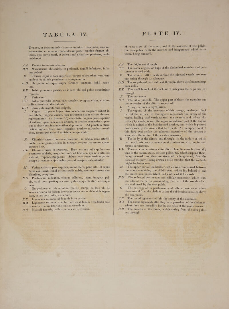  Uns, et contenta pelvis a parte anteriori: ossa pubis, cum in- tegumentis, et superiori pudendorum parte, omnino fuerant ab- scissa, quo cervix uteri, et vesica simul urinaria ei pratensa, oculo inciderent. A4 Femora transverse abscissa. BB Musculorum abdominis, et peritonei, anguli inferiores, in la- tera reflexi. d; Uterus; cujus in tota superficie, perque substantiam, vasa cera impleta, et exinde prominentia, conspiciuntur. DD Os pubis utrinque supra foramen magnum ischii | resec- tum. EE Ischii processus parvus, eo in loco ubi ossi pubis committitur resectus. F Perinzum. GG Labia pudendi: horum pars superior, nymphz etiam, et clito- ridis extremitas, abscinduntur. HH Caruncula myrtiformis insignis. I Vagina. In parte hujus introitus inferiore (nigriore scilicet in hac tabula), vagina cavum, tam retrorsum quam sursum ducens, representatur. Ad literam (7) conspicitur vaginz pars superior et anterior, qua cum vesica urinaria et urethra connectitur, quae- que a visceribus incumbentibus deprimitur. Ad punctum etiam orificii hujusce, fusci, ovati, superius, urethra extremitas promi- nens, meatusque urinarii orificium conspiciuntur. K Clitoridis corpus transverse discissum: in medio, duas arterio- las fere contiguas, scilicet in utroque corpore cavernoso unam, cernere licet. LL Clitoridis crura et erectores. Haec, ossibus pubis quibus an- nectuntur sublatis, magis horizonti ad libellam, quam in situ suo naturali, respondentia jacent. Sejunctione autem ossium pelvis, nempe ut contenta ejus melius possint conspici, extenduntur. AM ^ Vesicz urinariz pars superior, simul utero, pone sito, et caput fectus continenti, simul ossibus pubis unitis, eam exadversum am- bientibus, compressa. NN Peritoneum reflexum, telaque cellulosa, latera integens pel- vis, et ei uteri parti quam ossa pubis amplectuntur, circumja- cens. 0 Ex peritoneo et tela cellulosa resectis, margo, eo loco ubi de vesica urinaria ad faciem internam musculorum abdominis tegen- dam, supra ossa pubis, ascendunt. PP Ligamenta rotunda, abdominis intra cavum. QQ Ligamenta rotunda, eo in loco ubi ex abdomine recedentia sese in montis veneris lateribus sensim recondunt. RR Musculi femoris, ossibus pubis exorti, rescissi. PLATE AY.  A zronz-virw of the womb, and of the contents of the pelvis; the ossa pubis, with the muscles and integuments which cover them, being removed. AA ‘The thighs cut through. BB The lower angles, or flaps of the abdominal muscles and peri- toneum turned aside. C The womb. All over its surface the injected vessels are seen projecting through its substance. DD The os pubis of each side cut through, above the foramen mag- num ischii. EE The small branch of the ischium which joins the os pubis, cut through. F The perinzum. GG The labia pudendi. The upper part of those, the nymphz and the extremity of the clitoris are cut off. H A large caruncula myrtiformis. T The vagina. At the lower part of this passage, the deeper black part of the surface, in this figure, represents the cavity of the vagina leading backwards as well as upwards: and where this letter (J) stands, is seen the upper or anterior part of the vagina which is united to the bladder and urethra, and which is pressed downwards by the viscera that lie over it. At the upper point of this dark oval orifice the tuberous extremity of the urethra is seen, with the orifice of the meatus urinarius. K The body of the clitoris cut through; in the middle of which two small arteries are seen almost contiguous, viz. one in each corpus cavernosum. LL The crura and erectores clitoridis.. These lie more horizontally than in the natural state, the ossa pubis, &amp;c. which suspend them, being removed : and they are stretched or lengthened, from the bones of the pelvis being drawn a little asunder, that the contents might be better seen. M The upper part of the bladder, which was compressed between the womb containing the child's head, which lay behind it, and the united ossa pubis, which had embraced it forwards. NN ‘the reflected peritoneum and cellular membrane, which lines the sides of the pelvis, surrounding that part of the womb which was embraced by the ossa pubis. O The cut edge of the peritoneum and cellular membrane, where these ascend from the bladder to line the abdominal muscles above the ossa pubis. PP The round ligaments within the cavity of the abdomen. QQ The round ligaments after they have passed out of the abdomen, where they are insensibly lost in the sides of the mons veneris. RR The muscles of the thigh, which spring from the ossa pubis, cut through.