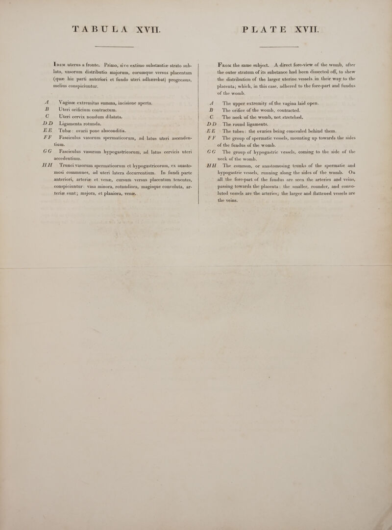 A B C DD EE fon ss GG HH TABU EA XVII.  Ipem uterus a fronte. Primo, sive extimo substantia strato sub- lato, vasorum distributio majorum, eorumque versus placentam (qua hic parti anteriori et fundo uteri adherebat) progressus, melius conspiciuntur. Vagine extremitas summa, incisione aperta, Uteri orificium contractum. Uteri cervix nondum dilatata. Ligamenta rotunda. Tubz : ovarii pone absconditis. Fasciculus vasorum spermaticorum, ad latus uteri ascenden- tium. Fasciculus vasorum hypogastricorum, ad latus cervicis uteri accedentium. Trunci vasorum spermaticorum et hypogastricorum, ex anasto- mosi communes, ad uteri latera decurrentium. In fundi parte anteriori, arteria et vena, cursum versus placentam tenentes, conspiciuntur: vasa minora, rotundiora, magisque convoluta, ar- teria sunt; majora, et planiora, vens.  A B C DD EE FF GG PLATE XVII.  From the same subject. A direct fore-view of the womb, after the outer stratum of its substance had been dissected off, to shew the distribution of the larger uterine vessels in their way to the placenta; which, in this case, adhered to the fore-part and fundus of the womb. The upper extremity of the vagina laid open. The orifice of the womb, contracted. The neck of the womb, not stretched. The round ligaments. The tubes: the ovaries being concealed behind them. The group of spermatic vessels, mounting up towards the sides of the fundus of the womb. The group of hypogastric vessels, coming to the side of the neck of the womb. hypogastric vessels, running along the sides of the womb. On all the fore-part of the fundus are seen the arteries and veins, passing towards the placenta: the smaller, rounder, and convo- luted vessels are the arteries; the larger and flattened vessels are the veins.