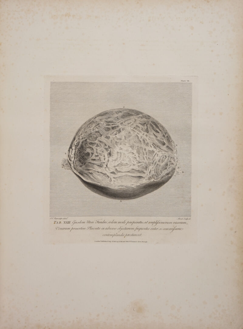                                                                                                                                                                                                                                                                                                                                                                                                                                                                                                                                                                                                                                                                                                                                                                                                                                                                           AG 2272 MES. i ZAB. XVII. gut | Utere D RP. Mab. e re Er Uto, Lenarum fprauerttam aeo sutto. ea wubueryo efgeelirmem, fraguentea enter e London Published July 1841815, by E.Cox and SON. StThomas's Street, Borough .  ty E uud É 3 uns M m s TI    