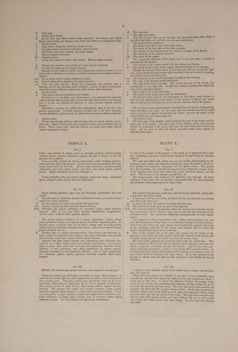 Z Vena cava. Arteria iliaca dextra. In hoe loco vena iliaca sinistra fuerat disscissa; cera autem, qus injecta fuerat, utpote friata, jam delapsa, vena haud satis clare se in conspectum dedit. Peringei sectio. Labii dextri, ad partem inferiorem, facies interna. Nymph:e dextri, ad partem inferiorem, facies interna. Coarctatio, hymenisve reliquize, ubi incipit vagina. Meatus urinarii extremitas. Vaginze cavum. In hoc loco vagina et rectum sunt coalita. c8 SP tSn &amp;, co Rectum vagina densius. -- Vagins pars anterior, eum urethra et vesica urinaria conjuncta. Os uteri in vagina, ad os coccygis vergens. Quamvis in hoc cadavere fundus uteri dextrorsum inclinatus fuerat, os uteri tamen adeo ad dextrum se tenebat, ut cultrum anatomicum has partes secantem fugeret. mm Ad os ince, uteri et vaginz substantia coalita. —— c nn Uteri in duas partes zquales secti margo posterior. o0 Uteri secti pars anterior. Sectio hzc nequaquam per medium uteri se habebat, sed ad latus dextrum haud paululum; etenim ut figurz precedentes commode possent delineari, cadaver hoc modo necesse habui disponere. p Osuten intus. q Uteri paries internus membranis suis vestitus. Fundus uteri in hac figura non representatur; tum quoniam id a proposita ratione alienum duxi, tum quoniam uterus adeo flaccidus et tener tunc temporis erat, ut in situ suo naturali, ad arbitrium et usum pictoris, minime potuerit retineri. Membranz, tempore quo tabula hzc delineabatur, ipse se ab utero fere prorsus sejunxerant. In parte superiori, decidua, ubi se ab utero receperat, venulis abundavit ; juxta os uteri, vix ullum horum vasorum vestigium apparuit. r . Meatus urinz. $ — Vesicz urinarie pars inferior, uteri cervicem inter et vagin: partem superi- orem sita. Omnis vesicze portio post symphysin pubis situ jamdudum abscissa fuerat. Melius autem mihi visum est, figuram vel curtam dare, quam aliquod ingenio excogitatum pingere.  TABULA X. Tra. I. Umzni pars anterior et extima, prout se videndam prwbuit, omnino siccata, exhibens faciem vasorum uterinorum, qualem illa pre se ferunt, eo loci ubi placenta utero adhzret. Vene cera flava impletz, ab arteriis, magnitudine, colore lucidiori, anastom- osibus pluribus, facile dignoscuntur. Arterie enim, minores, pauciores, flexuosce, coloris magis luridi hic loci sunt. Arterie omnes convolute; pauciores autem videbantur, quia multi earum ramuli, cera flava, venis prius injecta, impleti fuermt. Hujus exemplum unum est ad literam 4. Venas profundius sitas, per uterum siccatum cernere non licuit; indistinctze igitur, nulloque ordine, ita uti vise sunt delineantur. Fre. II. Facies interna placentz, cujus vasa per funiculum umbilicalem cera sunt repleta. .A Cannula znea in arteriarum alteram umbilicalium inserta, per quam utraque arteria cera viridi implebatur. B In vena cannula, per quam cera czrulea illi injecta fuit. CC Amnion, in parte quadam placentz, laxum relictum. DD Placentz, qua amnion sublatum est, superficies intima chorio producto cooperta. Loc in loco rami primi vasorum umbilicalium conspiciuntur. Arterix colore lucidiori facile possunt dignosci. Hie arterie quidem lucidiores, ut in figura, apparebant: tunicis scilicet earum pellucidis colorem cerz injectze viridem lucidiorem transmittentibus. In funiculo autem. umbilieali aliter se res habet; quippe vena, i» medio posita, undique glutinosa funiculi substantia fuit intecta; unde cera cerulea ad livorem propius accedens visa est. | E Decidue pars in margine placentz relicta, inque faciem. ejus internam re- flexa; nempe ut superficies ejus exterior, utero quie adh:eserat, vasis parvulis (cera flava per venas uteri impletis) referta, possit exhiberi. Placenta cera flava ubique turgida, quz substantiam ejus cellulosam adeo implevit, ut in facle interna ubique per chorion transluceret. ^ Cera. ubique quasi in grana abiit, quod inde cava naturalia impleverat, indicium certum exhibens: si enim placentam, vasis effusa implevisset, in massas majores, irregulares formatam, se ad conspectum dedisset. Cera in hane spongiosam, sive cellulosam partem, injecta, placentz crassitudo naturali duplo major evaserat. Fro. III. Mulieris, die secundo post partum extinctz, uteri superficiei internze pars. Decem his tabulis jam delimeatis, eas statim in lucem edere proposui; et simul hancce tertiam figuram, quasi supplementum, addere, utpote solum quod tunc temporis potui. JDiserimen exhibet inter superficiem. uteri (.4, B, C) cui membranz adh:zeserant, et superficiem (D, E, F) cui placenta se immiserat ; illam quidem levem et unius forms; hanc autem orificiis magnis venarum refertam. Ubi primum hse orifieia sub examen venerant, omnia grumis coagulati sanguinis referta comperi, in cavum uteri nonnihil extantibus. —Utero vero aliquamdiu in aqua macerato, coagula hzc magis albida evaserunt; non- nulla exciderunt; et aliqua etiam extracta sunt, ut venarum orificia clarius monstrari possent. Ita se res habuit, cum figura hcc delineabatur.   Z The vena cava. &amp; ' '[he right iliac artery. . TU b Here the left iliac vein was eut through ; but the brittle wax with which it was filled had fallen out, and the vein was seen indistinetly. c — The section of the perinzeum. d The inside of the lower part of the right labium. e The inside of the lower part of the right nympha. f The stricture at the beginning of the vagina, or remains of the hymen. 9 The extremity of the meatus urinarius. hh The cavity of the vagina. i The compound substance of the vagina and rectum, the latter of which is considerably the thickest. k — The forepart of the vagina united with the urethra and bladder. i The mouth of the womb in the vagina, directed towards the os coccygis. Though the bottom of the womb, in this case, was directed towards the right side, its mouth lay so much on the right side that it was not touched in making the middle section of all the parts. mm The substance of the womb and vagina blended at the os tincze. nn The edge of the bisected womb backwards. ! f 00 The edge of the womb forwards. This section was not 1u the middle, but considerably on the right side. It had been made to prepare the subject for some of the preceding figures. The mouth of the womb internally. The inside of the womb lined with the membranes. The bottom of the womb is not represented in this figure; both because it was not very material here, and because it was become so flaceid and tender that it could not be well kept out, in its natural situation, before the painter. M ^S The membranes were almost entirely separated from the womb, of themselves, when this figure was made. In the upper part the decidua was full of small veins, even where it parted of itself from the womb; but near the mouth of the womb hardly any such vessels appeared. r . The meatus urinz. s — The lower part of the bladder, placed between the neck of the womb and the upper part of the vagina. The upper part of the bladder, which was situated behind the symphysis of the pubes, had been eut away before this section was made; and we chose to leave the figure imperfect rather than venture to delineate from fancy. PLATE X. Fro. I. À viEW of the outside of the forepart of the womb, as it appeared when quite dry ; exhibiting a specimen of the uterine vessels, at the part where the placenta adhered. The veins were filled with yellow wax, and are readily distinguished by the largeness, light colour, and frequent anastomoses, from the arteries, which are here smaller, less numerous, serpentine, and of a darker colour. The arteries were all convoluted ; but they did not appear to be so numerous, because many of the branches were filled with yellow wax, which had been thrown into the veins. This is seen, in one instance, at the letter 4. The deeper-seated veins could not be distinctly seen through the dried substance of the womb, and are therefore represented with the same obscurity and confusion which appeared in the object itself. «Boch. The inside of the placenta, which was injected by the umbilical vessels after it was taken out of the womb. A — X brass pipe tied into one of the umbilical arteries, by which the two arteries were filled with green wax. B A pipein the vem, by which it was filled with blue wax. CC The amnion left loose upon one part of the placenta. D.D The internal surface of the placenta, where the amnion was removed, covered by a continuation of the chorion: upon this are seen the first branches of the RS vessels. The arteries are sufficiently distinguishable by their lighter colour. They appeared so from being filled with a lighter-coloured green wax, and from the transparency of their coats : but on the navel-string it was the contrary ; because the vein, being the most central, was covered with a greater thickness of the gelatinous substance of the string, and therefore did not allow the darker-coloured blue wax to be so well seen. E Part of the decidua left at the edge, and turned over the inside of the placenta, so as to show its outer surface (which had adhered to the womb), full of small vessels, injected with yellow wax from the uterine veins. The body of the placenta was uniformly filled with the yellow wax. This had so completely filled all the cellular substance of the placenta, that upon the inside it appeared everywhere through the chorion. And the wax was every- where manifestly granulated ; so that it had plainly filled natural cavities: for if it had filled the substance of the placenta by common extravasation, it wo 1ld have formed itself into irregular and large masses. From this injection of the spungy or cellular part, the placenta had acquired at least double its natural thickness. Fra. III. A portion of the internal surface of the womb, from a woman who died two days after delivery. When these ten plates were finished, I intended to have' published them immediately, and this third figure was added, as the only supplement which I could give at that time. It shows the difference between the surface of the womb (4, B, C) where the membranes had adhered, and that surface (D, E, F) to which the placenta had been fixed. The first was much more smooth and uniform ; the latter was full of large venous orifices. At the first examination all these orifices were found filled up with plugs of coagulated blood which projected some way into the cavity of the womb. — 'The part being steeped some time 1n. water, they became whiter, and many of them fell out, or were pulled out, to show the orifices of the veins more clearly. In this state the drawing was made.