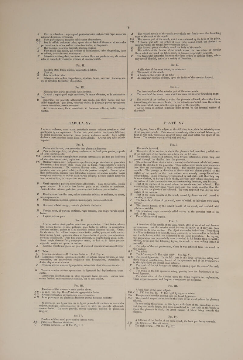 A —— Uterios relaxatum ; supra quod, paulo obscurius licet, cervicis rugz, ramorum adinstar dispositze, cernuntur. : BB Uteri pars angusta, margine pelvis antea circumcincta. CC Seta in orificio utriusque tub: ; quam circum fasciculi fibrarum ad musculos pertinentium, in orbes, eodem centro terminatos, se disponunt. D Hie fasciculi, in orbem dispositi, uterum cingunt. : E Uteri fundi pars media, qua ordines hi duo fibrarum, tubas cingentium, inter se coeunt, sive se invicem contingunt. : | F —Interstitium triangulare, tres inter ordines fibrarum praedictarum, ubi mutuo inter se coéunt, diversumque ordinem et cursum tenent. Fro. II. Ejusdem uteri, forma minuta, conspectus a latere. Uteri os. Seta 1n orificio tubz. Fibrarum, sine ordine dispositarum, stratum, faciem internam fasciculorum, qui in circulum flectuntur, obtegentes. QR Fic. III. Ejusdem uteri partis anterioris facies interna. 4A Osuteri; supra quod rug: anteriores, in ramos abeuntes, se in conspectum dant. B Superficiei cui placenta adhzserat pars media, ubi fibre fascias sine ullo ordine formabant ; quas inter, venarum orificia, in placent:ze partem spongiosam cursum tenentium, passim occurrunt. Ad cervicem uteri, fibrze musculos, in fasciculos collecte, nulle conspi- ciuntur. A The relaxed mouth of the womb, over which are faintly seen the branching rug:e of the neck of the womb. : BB 'lhe narrow part of the womb, which was embraced by the brim of the pelvis. CC A bristle put into the orifice of each tube, round which the fasciculi or muscular fibres are ranged into concentric circles. D The fasciculi going circularly round the body of the womb. : E The middle of the fundus of the womb, where the two orders of circular fibres, which surround the tubes, meet, or become reciprocally tangents. F Thetriangular interstice between the three orders of circular fibres, where they are all blended, and take a variety of directions. Fro. II. A. side-view of the same womb, in miniature. The mouth of the womb. A bristle in the orifice of the tube. à e, An irregular stratum of fibres, upon the inside of the circular fasciculi. Qu Fro. III. The inner surface of the anterior part of the same womb. : A . The mouth of the womb : over which are seen the anterior branching rugs. B The centre of the surface to which the placenta adhered, where the fibres formed irregular interwoven bands; in the interstices of which were the orifices of the veins which went into the spongy part of the placenta. At the cervix no distinct muscular fibres appear on the internal surface of the womb.  TABULA XV. À qUINTO cadavere, nono etiam gestationis mense, systema arteriosum uteri quintuplici figura expressum. Mulier hzc, post partum neutiquam difficilem, in animi deliquium inciderat, causa quidem adstantes latente; horis autem duabus a partu nondum lapsis, illam mors adstulit. Arteriwe cera rubri coloris impletze. Fre. I. Facies uteri inversi, quo presertim loco placenta adhzeserat. 4A Pars media superficiei, cui placenta adhzeserat, in fundi parte postica, et paulo ad latus sinistrum sitze. BB Arterie convolutze quamplurim:e, quarum extremitates, quo loco per deciduam ad placentam decurrerant, ruptz sunt. CC Orificia venarum uteri (vulgo sinus appellata) quz per deciduam ad placentam decurrerant: hzc multo plura quam quz in figura representantur; minora presertim innumera. Ex venarum illarum cursu, uteri scilicet. superficiei parallelo, aére non prius inflato, orifieia vix possunt conspici. Earum igitur flatu distensarum maxima pars delineatur, nimirum ut umbris insertis, magis conspicue evaderent, et cursus etiam earum obliquus, nec non orificia ramorum inter se coeuntium, in conspectum venirent. ; - D Uteri superficiei pars cui membran: adhzserant. Vasa hujus partis, omnia quam minima. Pars etiam ipsa levior, quam ea cui placenta se immiserat. Faciei deciduz extern: perfectam quandam similitudinem prz se ferebat. Uteri internze lamelle pars, cultro anatomico sublata, et reclinata, ea mente, ut conspicerentur Uter fibrarum fasciculi, quorum maxima pars circulos conficiunt. Oris uteri dilatati margo, vesiculis glutinosis distinctus. Cervicis uteri, ad partem posticam, rug: pennatze, qu: vulgo valvulze appel- lantur. Vaginz inverse pars. E EO «« E» E - | s F1. II. Arteriz partem uteri ejusdem anteriorem perreptantes. Uteri facies externa jam siccata fuerat, et inde pellucida adeo facta, ut arterie in conspectum distincte venirent, pariter ac si in superficie extima dispersz fuissent. —Uterus hie duodecim fuit pollices longus: unde facile patebit, quantum mole contra- hatur in hac figura; quantum etiam in figura tertia et quarta, quz ad eandem normam delineantur. Pars hzc dum arescebat, in longitudinem quam latitu- dinem magis distense fuit; quapropter uterus, in hac, et in figura proxime sequenti, longior est quam ex natura. -4 Peritonei resecti margo, eo loci quo, ab utero ad vesicam urinariam reflectitur. BB Tube. C — Ovarium sinistrum.—J2D Ovarium dextrum. Vid. Fig. V. EE Ligamenta rotunda ; quorum in sinistro est arteria magna flexuosa, ab ramo spermaticz, per anastomosin conjuncte cum hypogastrica, transinissa : in dextro aliquot sunt minores. F Truncus arteriz sinistrze hypogastrieze, ad cervicis uteri latus ascendentis. G Truncus arteriz sinistre spermaticz, in ligamenti lati duplicationem trans- euntis. Arteriarum distributionem in utero explanare haud opus est. earum flexuosi, anastomosesque plurim:e, per se satis patent. Cursus enim Fro. III. Eundem exhibet uterum a parte postica visum. BB CD EE. Vid. Fig. II.—F Arteria hypogastrica dextra. GG Arterim spermaticz ad ligamenta lata excurrentes. HH In ea parte uteri cui placenta adhieserat arteriz flexuosze confertze. Si arterias in hae figura eum iis in figura precedenti conferamus, eas multo majores, magisque convolutas esse, in latere eo uteri, cui placenta adhseserat, cernere licebit. In utero gravido, cursus sanguinis maxime in placentam dirigitur. Fra. IV. Fundum exhibet uteri, pare postica sursum versa. BB Tubse.—]D Ovarium sinistrum. C — Ovarium dextrum.—4H H Fid. Fig. III. PLATE XV. Fivs figures, from a fifth subject at the full time, to explain the arterial system of the pregnant womb. This woman, immediately after a natural labour, grew faint, as was said, without an apparent cause, and died within the space of two hours. The arteries were injected with red wax. Fre. I. The womb, inverted. 4 — The centre of the surface to which the placenta had been fixed ; which was at the back part of the fundus, and a little on the left side. Innumerable convoluted arteries, with broken extremities where they had passed through the decidua into the placenta. CC The orifices of those uterine veins commonly called sinuses, which had passed through the decidua to the placenta. These orifices were much more numerous than they are represented in this figure. The smaller especially were innu- merable. The passage or direction of these veins was almost parallel to the surface of the womb, so that their orifices were scarcely perceptible without being inflated. Most of them are represented in that state, both that they may be more distinct, by having a little shade, and that their oblique direction, and the orifices of their communications, or anastomosing branches, may be seen. D Part of the surface of the womb where the membranes had adhered. This was furnished with very small vessels only, and was much smoother than that part to which the placenta had adhered. In every respect it was like the outer surface of the decidua. Part of the inner lamella of the womb, raised by dissection and turned to one side, to show up fasciculated fibres of the womb, most of which at this place were nearly circular. ; The border, formed by the dilated mouth of the womb, and studded with gelatinous vesicles. The branching rug» commonly called valves, at the posterior part of the neck of the womb. . Part of the inverted vagina. BB MEET 637 S Sis Fro. II. À. fore-view of the outside of the same womb after it was dried, and become so transparent that the arteries could be seen distinctly, as if they had been dispersed on its outer surface. The object was twelve inches long; from which it will be understood how much the scale is reduced, in this as well as in the third and fourth figures, which are delineated to the same proportion. In drying, the preparation was unavoidably more stretched in its length than its width ; RE in this and the following figure, the womb is more oblong than it is naturally. 4 The edge ofthe cut peritoneum, where it was reflected from the womb to the bladder. BB The tubes. C — Theleft ovary.—2D The right ovary. See Fig. V. EE 'Theroundligaments. In the left there is one large serpentine artery sent down from an anastomosing branch of the spermatie and of the hypogastric : in the right there are several small arteries. F The trunk of the left hypogastric artery, mounting upon the side of the neck of the womb. G The trunk ofthe left spermatie artery, passing into the duplicature of the broad ligament. The distribution of the arteries upon the womb requires no explanation Their serpentine course and frequent anastomoses are apparent. j Fro. III. A back view of the same subject. BB C D EE See Fig. II. F The vight hypogastrie artery. G G The spermatie arteries passing into the broad ligaments. HH The crowded serpentine arteries in that part of the womb where the placenta adhered. By comparing the arteries in this figure with those of the preceding, we see that they are much larger, and more convoluted, in that side of the womb to which the placenta is fixed, the great current of blood being towards the placenta, Fro. IV. A full view of the fundus of the same b, the back ing BB Thetubes.—2D The left ovary. Lie aa cns e ae C — The right ovary.—H H See Fig. III.