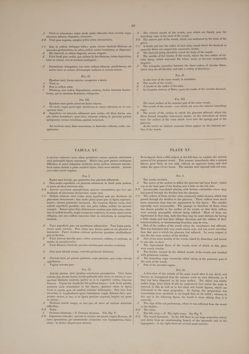 10 A Uteri os relaxatum; supra quod, paulo obscurius licet, cervicis ruge, A The relaxed mouth of the womb, over which are faintly seen the ramorum adinstar disposite, cernuntur. branching ruge of the neck of the womb. BB Uteri pars angusta, margine pelvis antea circumcincta. BB The narrow part of the womb, which was embraced by the brim of the pelvis. ; -~ CC Seta in orificio utriusque tube; quam circum fasciculi fibrarum ad | CC A bristle put into the orifice of each tube, round which the fasciculi or musculos pertinentium, in orbes, eodem centro terminatos, se disponunt. muscular fibres are ranged into concentric circles. D Hic fasciculi, in orbem dispositi, uterum cingunt. inter se coéunt, sive se invicem contingunt, mutuo inter se coéunt, diversumque ordinem et cursum tenent. Fie. Il. Kjusdem uteri, forma minuta, conspectus a latere. Uteri os. Seta in orificio tubae. Fibrarum, sine ordine dispositarum, stratum, faciem internam fascicu- lorum, qui in circulum flectuntur, obtegentes. QwWA Fie. III. Ejusdem uteri partis anterioris facies interna. A Os uteri; supra quod ruge anteriores, in ramos abeuntes, se in con- spectum dant. B Superficiei cui placenta adheserat pars media, ubi fibre fascias sine ullo ordine formabant ; quas inter, venarum orificia, in placentz partem spongiosam cursum tenentium, passim occurrunt. Ad cervicem uteri, fibree musculosz, in fasciculos collectae, nullz con- spiciuntur. D_ The fasciculi going circularly round the body of the womb. E. The middle of the fundus of the womb, where the two orders of cir- cular fibres, which surround the tubes, meet, or become reciprocally tangents. F The triangular interstice between the three orders of circular fibres, where they are all blended, and take a variety of directions. Fie. II. A side-view of the same womb, in miniature. The mouth of the womb. A bristle in the orifice of the tube. An irregular stratum of fibres, upon the inside of the circular fasciculi. AWA Fra. III. The inner surface of the anterior part of the same womb. A The mouth of the womb: over which are seen the anterior branching ruge. B The centre of the surface to which the placenta adhered, where the fibres formed irregular, interwoven bands; in the interstices of which were the orifices of the veins which went into the spungy part of the placenta. At the cervix no distinct muscular fibres appear on the internal sur- face of the womb.    TABULA XV. A Quinto cadavere, nono etiam gestationis mense, systema arteriosum uteri quintuplici figura expressum. Mulier hec, post partum neutiquam difficilem, in animi deliquium inciderat, causa quidem adstantes latente ; horis autem duabus a partu nondum lapsis, illam mors adstulit. Arterize cera rubri coloris impletz. Fie. I. Facies uteri inversi, quo presertim loco placenta adheeserat. A Pars media superficiei, cui placenta adheserat, in fundi parte postica, et paulo ad latus sinistrum site. BB Arteriz convolute quamplurime, quarum extremitates, quo loco per deciduam ad placentam decurrerant, rupte sunt. CC Orificia venarum uteri (vulgo sinus appellata) que per deciduam ad placentam decurrerant: hac multo plura quam que in figura represen- tantur; minora presertim innumera. Ex yenarum illarum cursu, uteri scilicet superficiei parallelo, aére non prius inflato, orificia vix possunt conspici. Earum igitur flatu distensarum maxima pars delineatur, nimi- rum ut umbris insertis, magis conspicue evaderent, et cursus etiam earum obliquus, nec non orificia ramorum inter se coéuntium, in conspectum venirent. D Uteri superficiei pars cui membranz adheserant. Vasa hujus partis, omnia quam minima. Pars etiam ipsa levior, quam ea cui placenta se immiserat. Faciei deciduz externa perfectam quandam similitudinem pree se ferebat. Uteri internze lamella pars, cultro anatomico sublata, et reclinata, ea mente, ut conspicerentur Uteri fibrarum fasciculi, quorum maxima pars circulos conficiunt. Oris uteri dilatati margo, vesiculis glutinosis distinctus. we aoe Se eS Cervicis uteri, ad partem posticam, rugee pennate, que vulgo valvule appellantur. I _Vaginze inverse pars. Fra. II. Arterize partem uteri ejusdem anteriorem perreptantes. Uteri facies externa jam siccata fuerat, et inde pellucida adeo facta, ut arteria in con- spectum distincte venirent, pariter ac si in superficie extima dispersze fuissent. Uterus hic duodecim fuit pollices longus: unde facile patebit, quantum mole contrahatur in hac figura; quantum etiam in figura tertia et quarta, que ad eandem normam delineantur. Pars hac dum arescebat, in longitudinem quam latitudinem magis distensa fuit ; qua- propter uterus, in hac, et in figura proxime sequenti, longior est quam ex natura. A Peritonei resecti margo, eo loci quo, ab utero ad vesicam urinariam reflectitur. BB Tube. C _ Ovarium sinistrum.—D Ovarium dextrum. Vid. Fig. V. EE Ligamenta rotunda; quorum in sinistro est arteria magna flexuosa, ab ramo spermatic, per anastomosin conjuncte cum hypogastrica, trans- missa: in dextro aliquot sunt minores. PLATE XV. Five figures, from a fifth subject at the full time, to explain the arterial system of the pregnant womb. This woman, immediately after a natural labour, grew faint, as was said, without an apparent cause, and died within the space of two hours. The arteries were injected with red wax. Fie. I. The womb, inverted. A The centre of the surface to which the placenta had been fixed ; which was at the back part of the fundus, and a little on the left side. BB Innumerable convoluted arteries, with broken extremities where they had passed through the decidua into the placenta. CC The orifices of those uterine veins commonly called sinuses, which had passed through the decidua to the placenta. These orifices were much more numerous than they are represented in this figure. The smaller especially were innumerable. The passage or direction of these veins was almost parallel to the surface of the womb, so that their orifices were scarcely perceptible without being inflated. Most of them are represented in that state, both that they may be more distinct, by having a little shade, and that their oblique direction, and the orifices of their communications, or anastomosing branches, may be seen. D Part of the surface of the womb where the membranes had adhered. This was furnished with very small vessels only, and was much smoother than that part to which the placenta had adhered. In every respect it was like the outer surface of the decidua. Part of the inner lamella of the womb, raised by dissection and turned to one side, to shew The fasciculated fibres of the womb, most of which at this place were nearly circular. G The border, formed by the dilated mouth of the womb, and studded with gelatinous vesicles, H The branching ruge commonly called valves, at the posterior part of the neck of the womb. I Part of the inverted vagina. &amp; Ry  Fie. II. A fore-view of the outside of the same womb after it was dried, and become so transparent that the arteries could be seen distinctly, as if they had been dispersed on its outer surface. The object was twelve inches long; from which it will be understood how much the scale is reduced, in this as well as in the third and fourth figures, which are delineated to the same proportion. In drying, the preparation was unavoidably more stretched in its length than in its width ; whence, in this and in the following figure, the womb is more oblong than it is naturally. A The edge of the cut peritoneum, where it was reflected from the womb to the bladder. BB The tubes. C The left ovary.—D The right ovary. See Fig. V. EE The round ligaments. In the left there is one large serpentine artery sent down from an anastomosing branch of the spermatic and of the hypogastric : in the right there are several small arteries.