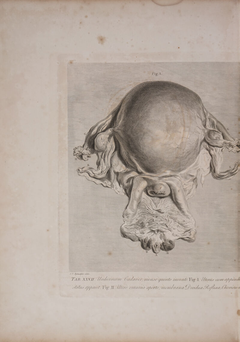                                                                                                                                                                                                                                                                                                                                                                                                                                                                                                                                                                                                                                                                                                                                                                                                                                                                                                                                                                                                                                                                                                                                                                                                                                                                                                                                  rb ae Lymotyke dela. TAB. XXXVI UU nitectmitm ed ovey DOCMAC Vib HUME. Mel, Ltevtias cum afrpenim  