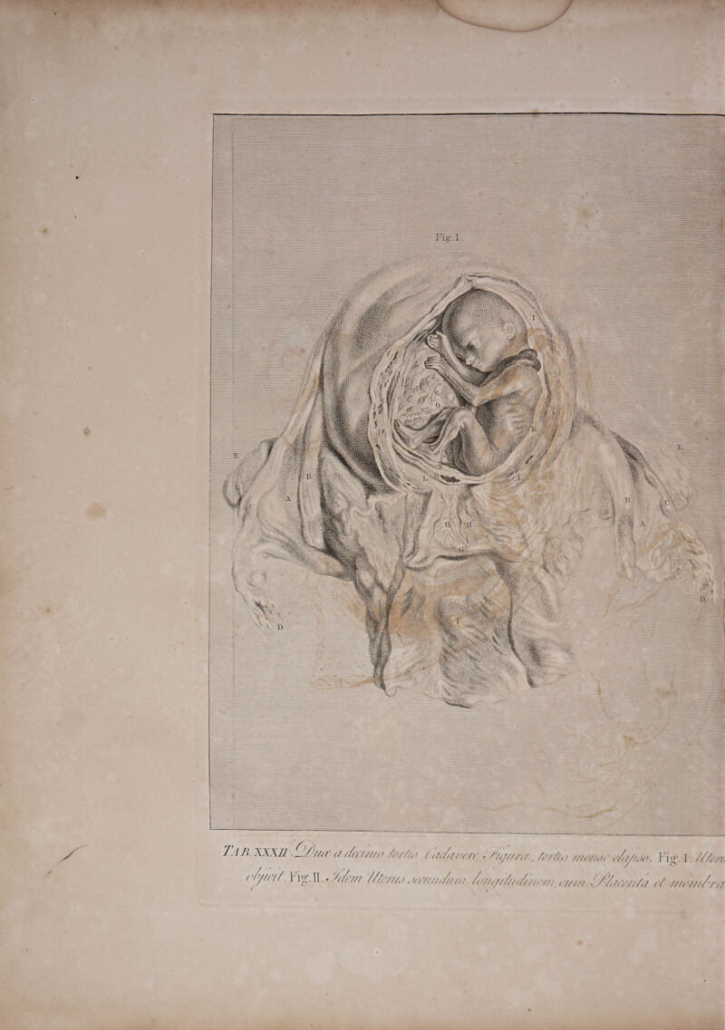 > ‘ / > +r a oh j zy. wr ae ( TAB. XXXII Y luce a dicune Lelio C UlevVene SUMO}, (CPR WNBA Afi. Figs lL. (e074, ‘ a “wa