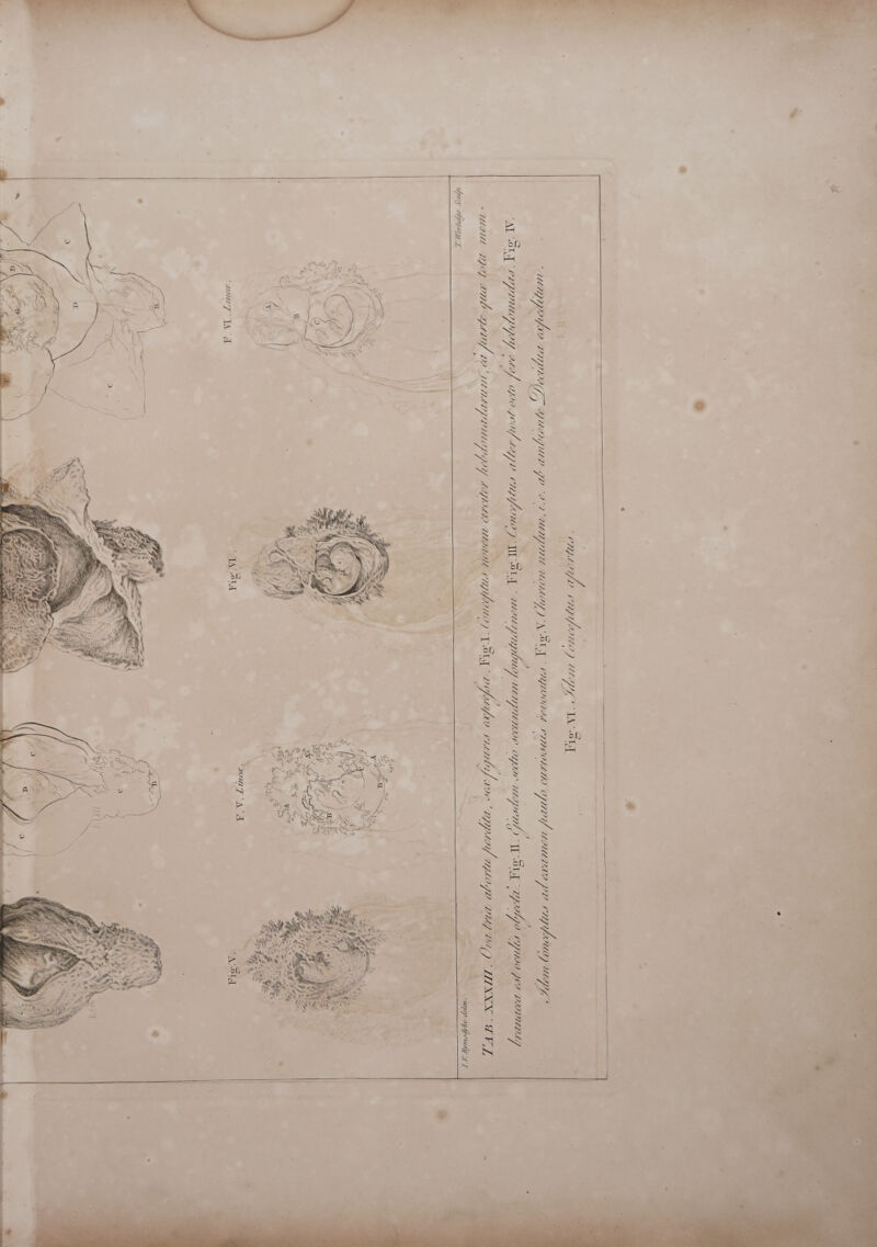 = IV. we Worludge Scuulf . Fig NY F.VL. Zzzew . - 1, Ci free Gl Loli mene - ve helilomadas Fie W. é cclilmn. Yilils aller prow OClO fe o IIL. Cone &amp;  4 VC : if \  t.€. tb ee Oa corcity peldomudmune Ss, ~~ 2 w eS  a) ix, Con aop mths  aw. Fi vitus . Fig. Chorin nudine, ,  cag OFM | = ut fem ysAeain Ni ‘ NE = 3 0 4 WY) = Neha : ILD oa ‘ J ii XV DD =X LAG : % tise % P? Va 4, V (a ays Syne CN iz fips Lp jon deta Fae dongitiudineny. Fi Peuou Cy, a WEL ad cevwmen pratlo MIT te A [Ne ise “me viegf rill, he Vi Danie pe Ae 9% be 25) a. es Cm f\ = ‘s ie 4 J Ff / i [er PEL. obyeet tose Tts a 2c Ova tia wborte Idem lo ~*~   Ty 7 lymaighe V/s LAB. XXXH7. Lriuutcer  ‘ i iY r ; BLD zy oplits fu 70 > Fie vt. Adem Co      ad at ; . —_ Te Bis :    
